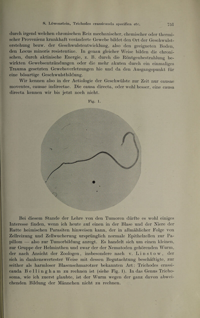 durch irgend welchen chronischen Reiz mechanischer, chemischer oder thermi¬ scher Provenienz krankhaft veränderte Gewebe bildet den Ort der Geschwulst¬ erstehung bezw. der Geschwulstentwicklung, also den geeigneten Boden, den Locus minoris resistentiae. In genau gleicher Weise bilden die chroni¬ schen, durch aktinische Energie, z. B. durch die Röntgenbestrahlung be¬ wirkten Gewebsentzündungen oder die mehr akuten durch ein einmaliges Trauma gesetzten Gewebsverletzungen hie und da den Ausgangspunkt für eine bösartige Geschwulstbildung. Wir kennen also in der Aetiologie der Geschwülste zur Zeit nur causae moventes, causae indirectae. Die causa directa, oder wohl besser, eine causa directa kennen wir bis jetzt noch nicht. Fig. 1. Bei diesem Stande der Lehre von den Tumoren dürfte es wohl einiges Interesse finden, wenn ich heute auf einen in der Blase und der Niere der Ratte heimischen Parasiten hin weisen kann, der in allmählicher Folge von Zellreizung und Zellwucherung ursprünglich normale Epithelzellen zur Pa¬ pillom — also zur Tumorbildung anregt. Es handelt sich um einen kleinen, zur Gruppe der Helminthen und zwar der der Nematoden gehörenden Wurm, der nach Ansicht der Zoologen, insbesondere nach v. L i n s t o w , der sich in dankenswertester Weise mit dnssen Begutachtung beschäftigte, zur seither als harmloser Blasenschmarotzer bekannten Art: Triehodes crassi¬ cauda Belli ngham zu rechnen ist (siehe Fig. 1). In das Genus Tricho- soma, wie ich zuerst glaubte, ist der Wurm wegen der ganz davon abwei¬ chenden Bildung der Männchen nicht zu rechnen.