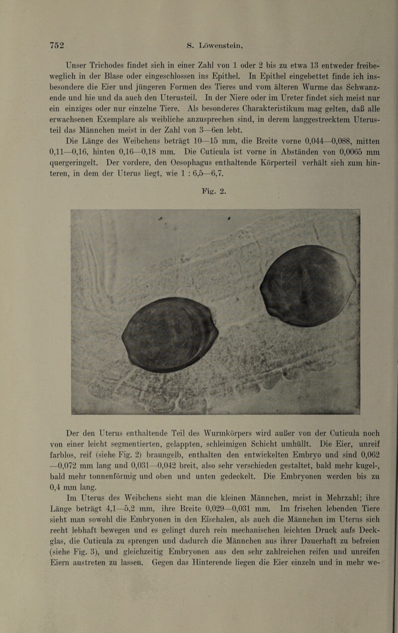 Unser Trichodes findet sich in einer Zahl von 1 oder 2 bis zu etwa 13 entweder freibe¬ weglich in der Blase oder eingeschlossen ins Epithel. In Epithel eingebettet finde ich ins¬ besondere die Eier und jüngeren Formen des Tieres und vom älteren Wurme das Schwanz¬ ende und hie und da auch den Uterusteil. In der Niere oder im Ureter findet sich meist nur ein einziges oder nur einzelne Tiere. Als besonderes Charakteristikum mag gelten, daß alle erwachsenen Exemplare als weibliche anzusprechen sind, in derem langgestrecktem Uterus¬ teil das Männchen meist in der Zahl von 3—Gen lebt. Die Länge des Weibchens beträgt 10—15 mm, die Breite vorne 0,044—0,088, mitten 0,11—0,16, hinten 0,16—0,18 mm. Die Cuticula ist vorne in Abständen von 0,0065 mm quergeringelt. Der vordere, den Oesophagus enthaltende Körperteil verhält sich zum hin¬ teren, in dem der Uterus liegt, wie 1 : 6,5—6,7. Fig. 2. Der den Uterus enthaltende Teil des Wurmkörpers wird außer von der Cuticula noch von einer leicht segmentierten, gelappten, schleimigen Schicht umhüllt. Die Eier, unreif farblos, reif (siehe Fig. 2) braungelb, enthalten den entwickelten Embryo und sind 0,062 —0,072 mm lang und 0,031—0,042 breit, also sehr verschieden gestaltet, bald mehr kugel-, bald mehr tonnenförmig und oben und unten gedeckelt. Die Embryonen werden bis zu 0,4 mm lang. Im Uterus des Weibchens sieht man die kleinen Männchen, meist in Mehrzahl; ihre Länge beträgt 4,1—5,2 nun, ihre Breite 0,029—0,031 mm. Im frischen lebenden Tiere sieht man sowohl die Embryonen in den Eischalen, als auch die Männchen im Uterus sich recht lebhaft bewegen und es gelingt durch rein mechanischen leichten Druck aufs Deck¬ glas, die Cuticula zu sprengen und dadurch die Männchen aus ihrer Dauerhaft zu befreien (siehe Fig. 3), und gleichzeitig Embryonen aus den sehr zahlreichen reifen und unreifen Eiern austreten zu lassen. Gegen das Hinterende liegen die Eier einzeln und in mehr we-