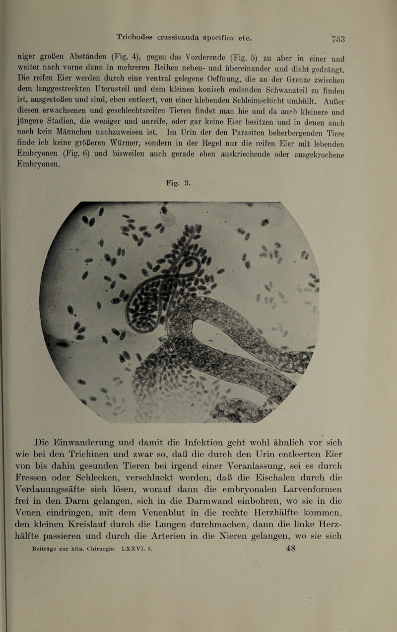 niger großen Abständen (Fig. 4), gegen das Vorderende (Fig. 5) zu aber in einer und weiter nach vorne dann in mehreren Reihen neben- und übereinander und dicht gedrängt. Die reifen Eier werden durch eine ventral gelegene Oeffnung, die an der Grenze zwischen dem langgestreckten Uterusteil und dem kleinen konisch endenden Schwanzteil zu finden ist, ausgestoßen und sind, eben entleert, von einer klebenden Schleimschicht umhüllt. Außer diesen erwachsenen und geschlechtsreifen Tieren findet man hie und da auch kleinere und jüngere Stadien, die weniger und unreife, oder gar keine Eier besitzen und in denen auch noch kein Männchen nachzuweisen ist. Im Urin der den Parasiten beherbergenden Tiere finde ich keine größeren Würmer, sondern in der Regel nur die reifen Eier mit lebenden Embryonen (Fig. 6) und bisweilen auch gerade eben auskriechende oder ausgekrochene Embryonen. Fig. 3. Die Einwanderung und damit die Infektion geht wohl ähnlich vor sich wie bei den Trichinen und zwar so, daß die durch den Urin entleerten Eier von bis dahin gesunden Tieren bei irgend einer Veranlassung, sei es durch Fressen oder Schlecken, verschluckt werden, daß die Eischalen durch die Verdauungssäfte sich lösen, worauf dann die embryonalen Larvenformen frei in den Darm gelangen, sich in die Darmwand einbohren, wo sie in die Venen eindringen, mit dem Venenblut in die rechte Herzhälfte kommen, den kleinen Kreislauf durch die Lungen durchmachen, dann die linke Herz- hälfte passieren und durch die Arterien in die Nieren gelangen, wo sie sich 48 Beiträge zur klin. Chirurgie. LXXVI. 3.