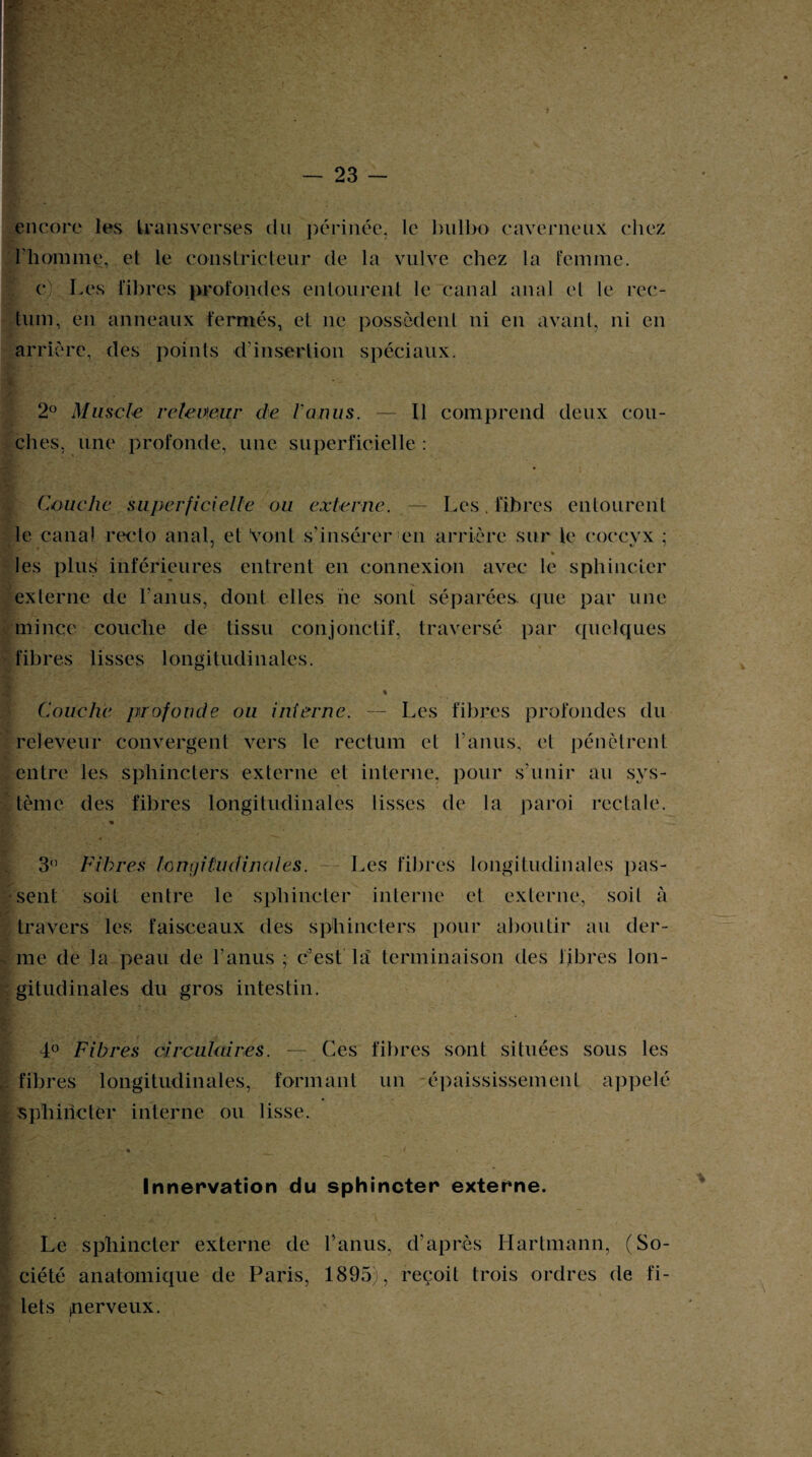 encore les transverses du périnée, le bnlbo caverneux chez l’homme, et le constricteur de la vulve chez la femme. c) Les fibres profondes entourent le canal anal el le rec¬ tum, en anneaux fermés, et 11e possèdent ni en avant, ni en arrière, des points d’inserlion spéciaux. 2° Muscle retevieur de Venus. — Il comprend deux cou¬ ches, une profonde, une superficielle : Couche superficielle ou externe. — Les. fibres entourent le canal recto anal, et Vont s’insérer en arrière sur le coccyx ; ■sy .v» % les plus inférieures entrent en connexion avec le sphincter externe de l’anus, dont elles ne sont séparées, cpie par une mince couche de tissu conjonctif, traversé par quelques fibres lisses longitudinales. Couche profonde ou interne. — Les fibres profondes du releveur convergent vers le rectum et l’anus, et pénètrent entre les sphincters externe et interne, pour s’unir au sys¬ tème des fibres longitudinales lisses de la paroi rectale. » 3° Fibres longitudinales. — Les fibres longitudinales pas¬ sent soit entre le sphincter interne et externe, soit à travers les faisceaux des sphincters pour aboutir au der¬ me de la peau de l’anus ; c’est la terminaison des libres lon¬ gitudinales du gros intestin. 4° Fibres circulaires. — Ces fibres sont situées sous les fibres longitudinales, formant un épaississement appelé sphincter interne ou lisse. Innervation du sphincter externe. Le sphincter externe de l’anus, d’après Hartmann, (So¬ ciété anatomique de Paris, 1895), reçoit trois ordres de fi¬ lets inerveux.