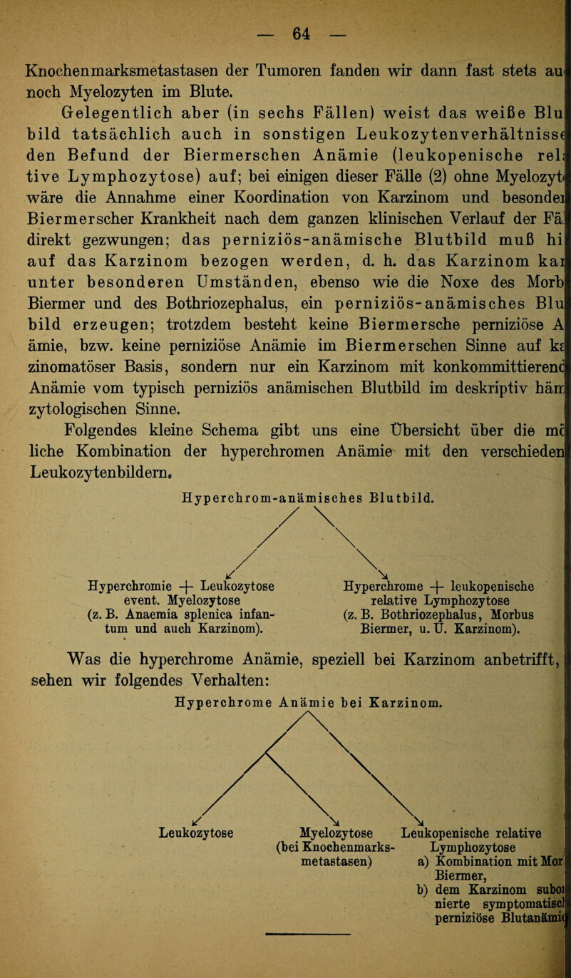 Knochenmarksmetastasen der Tumoren fanden wir dann fast stets au< noch Myelozyten im Blute. Gelegentlich aber (in sechs Fällen) weist das weiße Blu bild tatsächlich auch in sonstigen Leukozytenverhältnisse den Befund der Biermerschen Anämie (leukopenische relj tive Lymphozytose) auf; bei einigen dieser Fälle (2) ohne Myelozyt« wäre die Annahme einer Koordination von Karzinom und besondei Bi erm er scher Krankheit nach dem ganzen klinischen Verlauf der Fä! direkt gezwungen; das perniziös-anämische Blutbild muß hi auf das Karzinom bezogen werden, d. h. das Karzinom kai unter besonderen Umständen, ebenso wie die Noxe des Morb Biermer und des Bothriozephalus, ein perniziös-anämisches Blu bild erzeugen; trotzdem besteht keine Biermersche perniziöse A ämie, bzw. keine perniziöse Anämie im Biermerschen Sinne auf kt zinomatöser Basis, sondern nur ein Karzinom mit konkommittierend Anämie vom typisch perniziös anämischen Blutbild im deskriptiv häir zytologischen Sinne. Folgendes kleine Schema gibt uns eine Übersicht über die mc liehe Kombination der hyperchromen Anämie mit den verschieden Leukozytenbildern, Hyper chrom-anämisch es Blutbild. Hyperchromie -j- Leukozytose event. Myelozytose (z. B. Anaemia splenica infan¬ tum und auch Karzinom). Hy per chrome -f- leukopenische relative Lymphozytose (z. B. Bothriozephalus, Morbus Biermer, u. tJ. Karzinom). Was die hyperchrome Anämie, speziell bei Karzinom anbetrifft, sehen wir folgendes Verhalten: Hyperchrome Anämie bei Karzinom. Leukozytose \ \ Myelozytose Leukopenische relative (bei Knochenmarks- Lymphozytose metastasen) a) Kombination mit Mor Biermer, b) dem Karzinom suboi nierte symptomatisc] perniziöse Blutanämi<