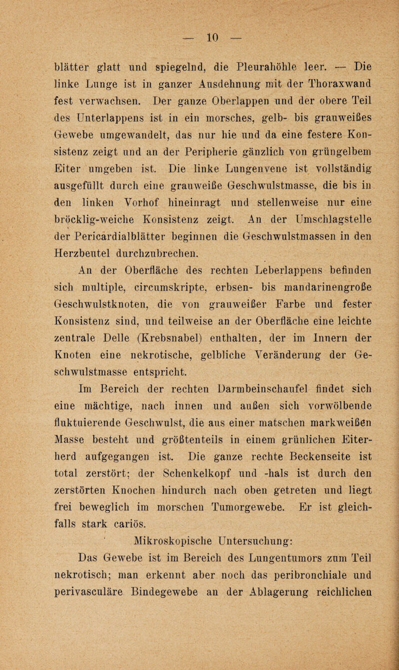 blätter glatt und spiegelnd, die Pleurahöhle leer. — Die linke Lunge ist in ganzer Ausdehnung mit der Thoraxwand fest verwachsen. Der ganze Otmrlappen und der obere Teil des Unterlappens ist in ein morsches, gelb- bis grauweißes Gewebe umgewandelt, das nur hie und da eine festere Kon¬ sistenz zeigt und an der Peripherie gänzlich von grüngelbem Eiter umgeben ist. Die linke Lungenvene ist vollständig ausgefüllt durch eine grauweiße Geschwulstmasse, die bis in den linken Vorhof hineinragt und stellenweise nur eine bröcklig-weiche Konsistenz zeigt. An der Umschlagstelle der Pericardialblätter beginnen die Geschwulstmassen in den Herzbeutel durchzubrechen. An der Oberfläche des rechten Leberlappens befinden sich multiple, circumskripte, erbsen- bis mandarinengroße Geschwulstknoten, die von grauweißer Farbe und fester Konsistenz sind, und teilweise an der Oberfläche eine leichte zentrale Delle (Krebsnabel) enthalten, der im Innern der Knoten eine nekrotische, gelbliche Veränderung der Ge¬ schwulstmasse entspricht. Im Bereich der rechten Darmbeinschaufel findet sich eine mächtige, nach innen und außen sich vorwölbende fluktuierende Geschwulst, die aus einer matschen markweißen Masse besteht und größtenteils in einem grünlichen Eiter¬ herd aufgegangen ist. Die ganze rechte Beckenseite ist total zerstört; der Schenkelkopf und -hals ist durch den zerstörten Knochen hindurch nach oben getreten und liegt frei beweglich im morschen Tumorgewebe. Er ist gleich¬ falls stark cariös. Mikroskopische Untersuchung: Das Gewebe ist im Bereich des Lungentumors zum Teil nekrotisch; man erkennt aber noch das peribronchiale und perivasculäre Bindegewebe an der Ablagerung reichlichen