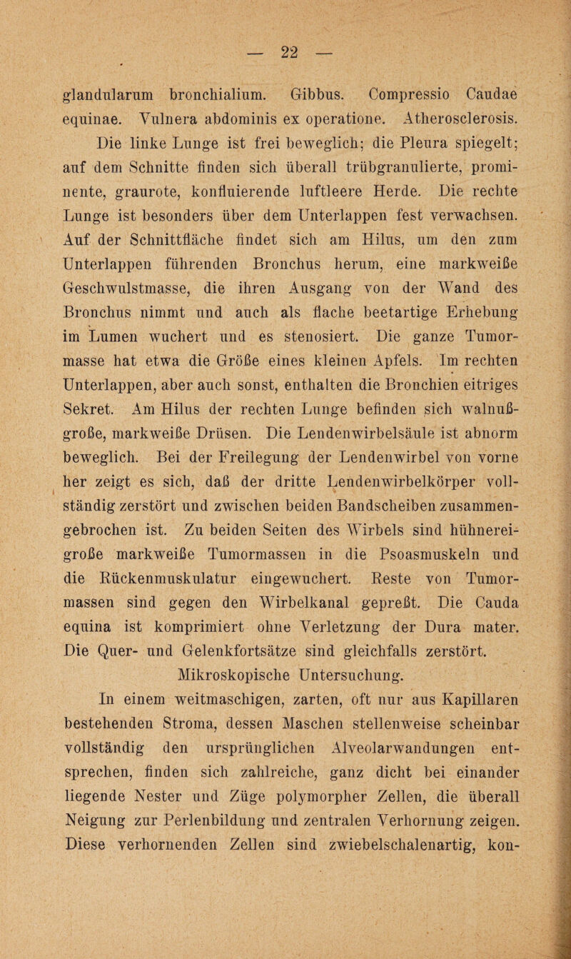 glandularum bronchialiiim. Gibbus. Compressio Caudae equinae. Vulnera abdominis ex operatione. Atherosclerosis. Die linke Lunge ist frei beweglich; die Plenra spiegelt; auf dem Schnitte finden sich überall trübgranulierte, promi¬ nente, granrote, konflnierende luftleere Herde. Die rechte Lunge ist besonders über dem Unterlappen fest verwachsen. Auf der Schnittfläche findet sich am Hilus, um den zum Unterlappen führenden Bronchus herum, eine markweiße Geschwulstmasse, die ihren Ausgang von der Wand des Bronchus nimmt und auch als flache beetartige Erhebung im Lumen wuchert und es stenosiert. Die ganze Tumor¬ masse hat etwa die Größe eines kleinen Apfels. Im rechten Unterlappen, aber auch sonst, enthalten die Bronchien eitriges Sekret. Am Hilus der rechten Lunge befinden sich walnuß¬ große, markweiße Drüsen. Die Lendenwirbelsäule ist abnorm beweglich. Bei der Freilegung der Lendenwirbel von vorne her zeigt es sich, daß der dritte Lendenwirbelkörper voll¬ ständig zerstört und zwischen beiden Bandscheiben zusammen¬ gebrochen ist. Zu beiden Seiten des Wirbels sind hühnerei¬ große markweiße Tumormassen in die Psoasmuskeln und die Rückenmuskulatur eingewuchert. Reste von Tumor¬ massen sind gegen den Wirbelkanal gepreßt. Die Cauda equina ist komprimiert ohne Verletzung der Dura mater. Die Quer- und Gelenkfortsätze sind gleichfalls zerstört. Mikroskopische Untersuchung. In einem weitmaschigen, zarten, oft nur aus Kapillaren bestehenden Stroma, dessen Maschen stellenweise scheinbar vollständig den ursprünglichen Alveolarwandungen ent¬ sprechen, finden sich zahlreiche, ganz dicht bei einander liegende Nester und Züge polymorpher Zellen, die überall Neigung zur Perlenbildung und zentralen Verhornung zeigen. Diese verhornenden Zellen sind zwiebelschalenartig, kon-