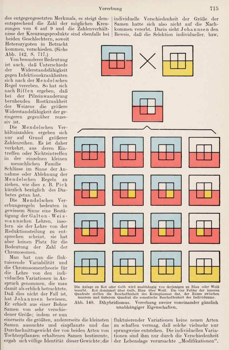 des entgegengesetzten Merkmals, es steigt dem¬ entsprechend die Zahl der möglichen Kreu¬ zungen von 6 auf 9 und die Zahlenverhält¬ nisse der Kreuzungsprodukte sind ebenfalls bei beiden Geschlechtern, soweit Heterozygoten in Betracht kommen, verschieden. (Siehe Abb. 142, S. 717.) Von besonderer Bedeutung ist auch, daß Unterschiede der Widerstandsfähigkeit gegen Infektionskrankheiten sich nach der Mendel sehen Kegel vererben. So hat sich nach Biffen ergeben, daß bei der Pilzeinwanderung beruhenden Rostkrankheit des Weizens die größere Widerstandsfähigkeit der ge¬ ringeren gegenüber rezes¬ siv ist. Die Mendel sehen Ver¬ hältniszahlen ergeben sich nur auf Grund größerer Zahlenreihen. Es ist daher verkehrt, aus deren Ein¬ treffen oder Nichteintreffen in der einzelnen kleinen menschlichen Familie Schlüsse im Sinne der An¬ nahme oder Ablehnung der Mendel sehen Regeln zu ziehen, wie dies z. B. Pick kürzlich bezüglich des Dia¬ betes getan hat. Die Mendelschen Ver¬ erbungsregeln bedeuten in gewissem Sinne eine Bestä¬ tigung der Galton - Wei s - mannschen Lehren, inso¬ fern sie der Lehre von der Reduktionsteilung zu ent¬ sprechen scheint, sie hat aber keinen Platz für die Bedeutung der Zahl der Chromosomen. Man hat nun die fluk¬ tuierende Variabilität und die Chromosomentheorie für die Lehre von den indi¬ viduellen Variationen in An¬ spruch genommen, die man damit als erblich betrachtete. Daß dies nicht der Fall ist, hat Johannsen bewiesen. Er erhielt aus einer Bohne Samen von sehr verschie¬ dener Größe; indem er nun einerseits die größten, andererseits die kleinsten Samen aussuchte und einpflanzte und das Durchschnittsgewicht der von beiden Arten von Tochterpflanzen erhaltenen Samen bestimmte, ergab sich völlige Identität dieser Gewichte; die individuelle Verschiedenheit der Größe der Samen hatte sich also nicht auf die Nach¬ kommen vererbt. Darin sieht Johannsen den Beweis, daß die Selektion individueller, bzw. X ./x. Die Anlage zu E.ot oder Gelb wird unabhängig von derjenigen zu Blau oder Weiß vererbt. Rot dominiert über Gelb, Blau über Weiß. Die vier Felder der inneren Quadrate stellen die Beschaffenheit des Keimplasmas dar, der Raum zwischen innerem und äußerem Quadrat die somatische Beschaffenheit des Individuums. Abb. 140. Dihybridismus. Vererbung zweier voneinander gänzlich unabhängiger Eigenschaften. fluktuierender Variationen keine neuen Arten zu schaffen vermag, daß solche vielmehr nur sprungweise entstehen. Die individuellen Varia¬ tionen sind ihm nur durch die Verschiedenheit der Lebenslage verursachte ,,Modifikationen“.