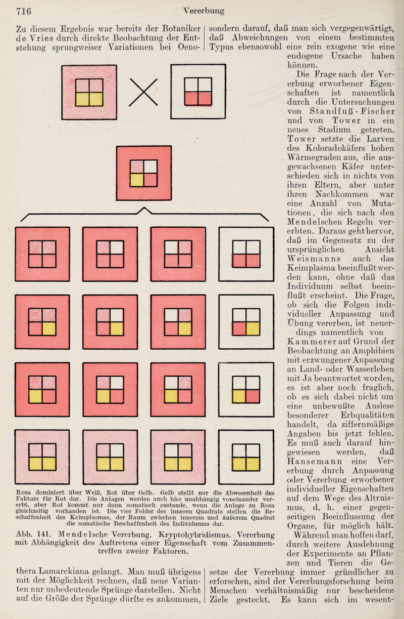 Zu diesem Ergebnis war bereits der Botaniker de Vries durch direkte Beobachtung der Ent¬ stehung sprungweiser Variationen bei Oeno- X Sä v; - X, V ’ ■ Rosa dominiert über Weiß, Rot über Gelb. Gelb stellt nur die Abwesenheit des Faktors für Rot dar. Die Anlagen werden auch hier unabhängig voneinander ver¬ erbt, aber Rot kommt nur dann somatisch zustande, wenn die Anlage zu Rosa gleichzeitig vorhanden ist. Die vier Felder des inneren Quadrats stellen die Be¬ schaffenheit des Keimplasmas, der Raum zwischen innerem und äußerem Quadrat die somatische Beschaffenheit des Individuums dar. sondern darauf, daß man sich vergegenwärtigt, daß Abweichungen von einem bestimmten Typus ebensowohl eine rein exogene wie eine endogene Ursache haben können. Die Frage nach der Ver¬ erbung erworbener Eigen¬ schaften ist namentlich durch die Untersuchungen von Standfuß - Fischer und von Tower in ein neues Stadium getreten. Tower setzte die Larven des Koloradokäfers hohen Wärmegraden aus, die aus¬ gewachsenen Käfer unter¬ schieden sich in nichts von ihren Eltern, aber unter ihren Nachkommen war eine Anzahl von Muta¬ tionen, die sich nach den Mendelschen Kegeln ver¬ erbten. Daraus geht hervor, daß im Gegensatz zu der ursprünglichen Ansicht Weismanns auch das Keimplasma beeinflußt wer¬ den kann, ohne daß das Individuum selbst beein¬ flußt erscheint. Die Frage, ob sich die Folgen indi¬ vidueller Anpassung und Übung vererben, ist neuer¬ dings namentlich von Kämmerer auf Grund der Beobachtung an Amphibien mit erzwungener Anpassung an Land- oder Wasserleben mit J a beantwortet worden, es ist aber noch fraglich, ob es sich dabei nicht um eine unbewußte Auslese besonderer Erbqualitäten handelt, da ziffernmäßige Angaben bis jetzt fehlen. Es muß auch Marauf hin¬ gewiesen werden, daß H ansemann eine Ver¬ erbung durch Anpassung oder Vererbung erworbener individueller Eigenschaften N auf dem Wege des Altruis- Abb. 141. M ende Ische Vererbung. Kryptohyhridismus. Vererbung mit Abhängigkeit des Auftretens einer Eigenschaft vom Zusammen¬ treffen zweier Faktoren. thera Lamarckiana gelangt. Man muß übrigens mit der Möglichkeit rechnen, daß neue Varian¬ ten nur unbedeutende Sprünge darstellen. Nicht auf die Größe der Sprünge dürfte es ankommen. mus, d. h. einer gegen¬ seitigen Beeinflussung der Organe, für möglich hält. Während man hoffen darf, durch weitere Ausdehnung der Experimente an Pflan¬ zen und Tieren die Ge¬ setze der Vererbung immer gründlicher zu erforschen, sind der Vererbungsforschung beim Menschen verhältnismäßig nur bescheidene Ziele gesteckt. Es kann sich im wesent-