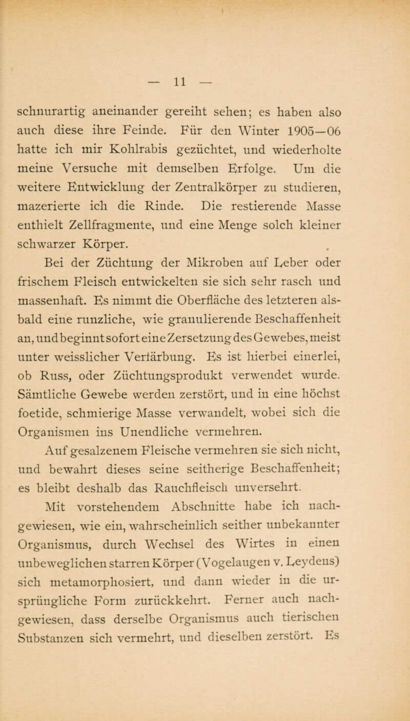 schnurartig aneinander gereiht sehen; es haben also auch diese ihre Feinde. Für den Winter 1905—06 hatte ich mir Kohlrabis gezüchtet, und wiederholte meine Versuche mit demselben Erfolge. Um die weitere Entwicklung der Zentralkörper zu studieren, mazerierte ich die Rinde. Die restierende Masse enthielt Zellfragmente, und eine Menge solch kleiner schwarzer Körper. Bei der Züchtung der Mikroben auf Eeber oder frischem Fleisch entwickelten sie sich sehr rasch und massenhaft. Es nimmt die Oberfläche des letzteren als¬ bald eine runzliche, wie granulierende Beschaffenheit an, und beginnt sofort eine Zersetzung des Gewebes, meist unter weisslicher Verfärbung. Es ist hierbei einerlei, ob Russ, oder Züchtungsprodukt verwendet wurde. Sämtliche Gewebe werden zerstört, und in eine höchst foetide, schmierige Masse verwandelt, wobei sich die Organismen ins Unendliche vermehren. Auf gesalzenem Fleische vermehren sie sich nicht, und bewahrt dieses seine seitherige Beschaffenheit; es bleibt deshalb das Rauchfleisch unversehrt. Mit vorstehendem Abschnitte habe ich nach¬ gewiesen, wie ein, wahrscheinlich seither unbekannter Organismus, durch Wechsel des Wirtes in einen unbeweglichen starren Körper (Vogelaugen v. Leydens) sich metamorphosiert, und dann wieder in die ur¬ sprüngliche Form zurückkehrt. Ferner auch nach¬ gewiesen. dass derselbe Organismus auch tierischen Substanzen sich vermehrt, und dieselben zerstört. Es