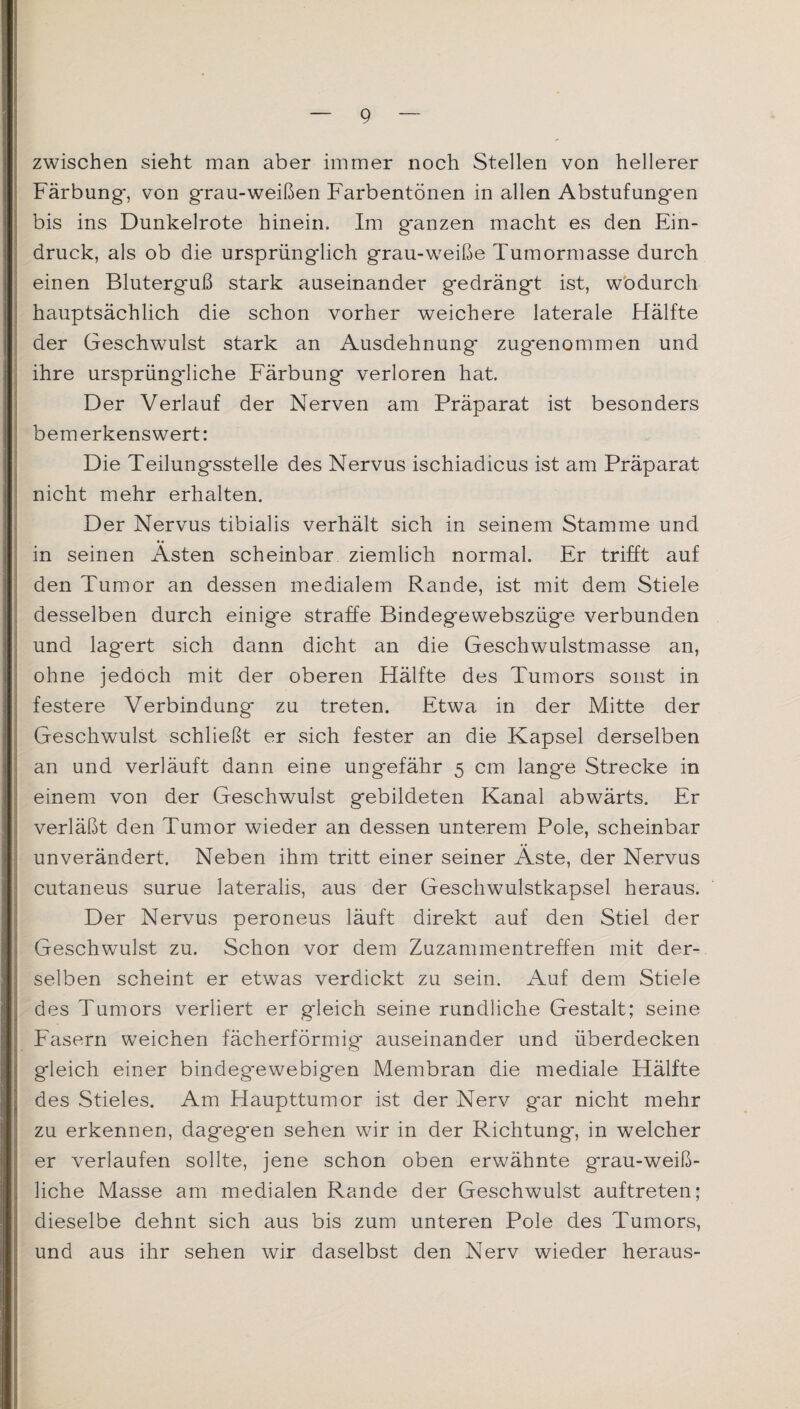 zwischen sieht man aber immer noch Stellen von hellerer Färbung*, von grau-weißen Farbentönen in allen Abstufungen bis ins Dunkelrote hinein. Im g'anzen macht es den Ein¬ druck, als ob die ursprüngdich grau-weiße Tumormasse durch einen Bluterg*uß stark auseinander gedrängt ist, wodurch hauptsächlich die schon vorher weichere laterale Hälfte der Geschwulst stark an Ausdehnung zugenommen und ihre ursprüngliche Färbung verloren hat. Der Verlauf der Nerven am Präparat ist besonders bemerkenswert: Die Teilungsstelle des Nervus ischiadicus ist am Präparat nicht mehr erhalten. Der Nervus tibialis verhält sich in seinem Stamme und in seinen Ästen scheinbar ziemlich normal. Er trifft auf den Tumor an dessen medialem Rande, ist mit dem Stiele desselben durch einige straffe Bindegewebszüge verbunden und lag*ert sich dann dicht an die Geschwulstmasse an, ohne jedoch mit der oberen Hälfte des Tumors sonst in festere Verbindung zu treten. Etwa in der Mitte der Geschwulst schließt er sich fester an die Kapsel derselben an und verläuft dann eine ungefähr 5 cm lange Strecke in einem von der Geschwulst gebildeten Kanal abwärts. Er verläßt den Tumor wieder an dessen unterem Pole, scheinbar unverändert. Neben ihm tritt einer seiner Äste, der Nervus cutaneus surue lateralis, aus der Geschwulstkapsel heraus. Der Nervus peroneus läuft direkt auf den Stiel der Geschwulst zu. Schon vor dem Zuzammentreffen mit der¬ selben scheint er etwas verdickt zu sein. Auf dem Stiele des Tumors verliert er gleich seine rundliche Gestalt; seine Fasern weichen fächerförmig auseinander und überdecken gleich einer bindeg'ewebigen Membran die mediale Hälfte des Stieles. Am Haupttumor ist der Nerv gar nicht mehr zu erkennen, dagegen sehen wir in der Richtung*, in welcher er verlaufen sollte, jene schon oben erwähnte grau-weiß¬ liche Masse am medialen Rande der Geschwulst auftreten; dieselbe dehnt sich aus bis zum unteren Pole des Tumors, und aus ihr sehen wir daselbst den Nerv wieder heraus-