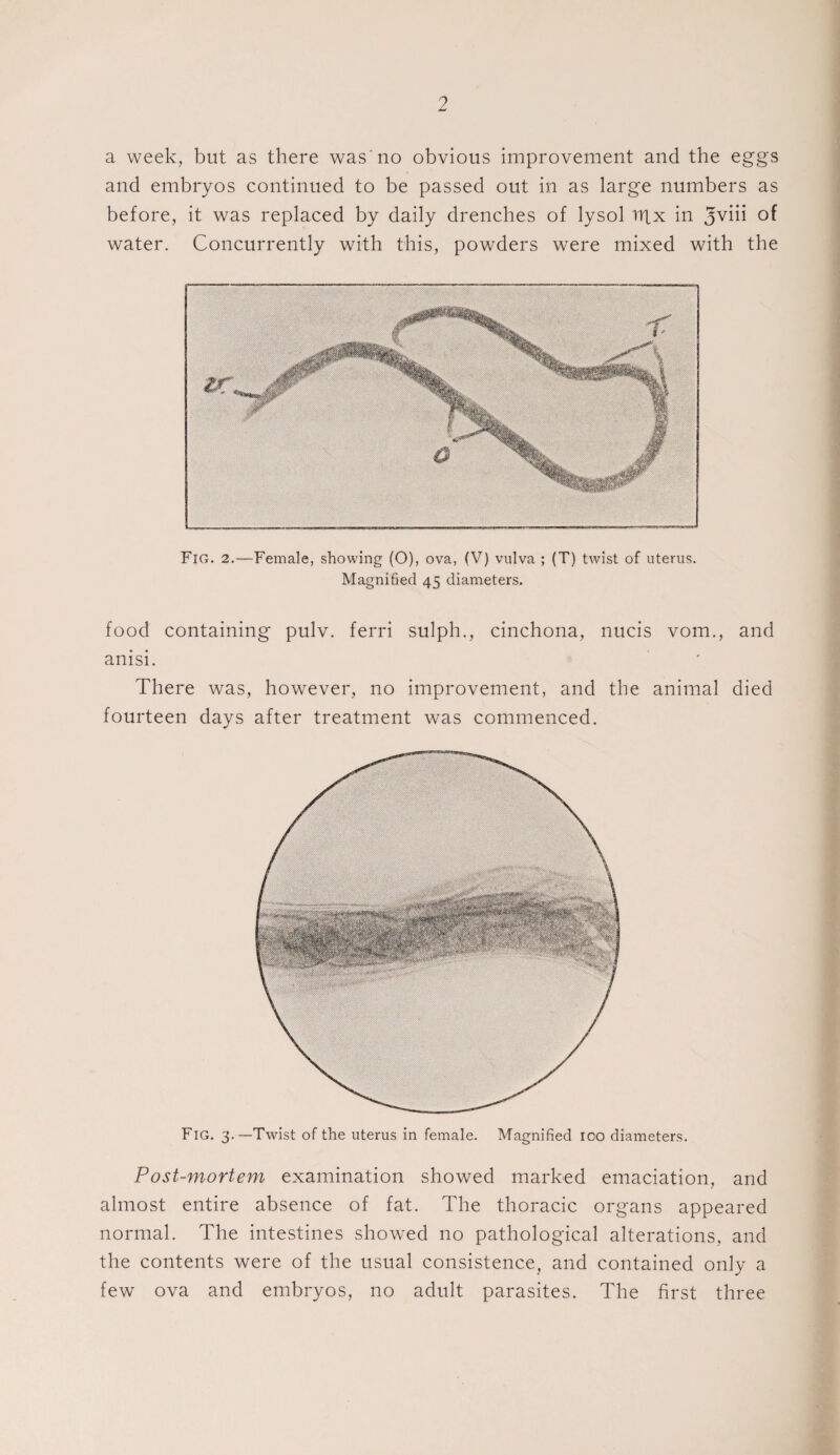 a week, but as there was'no obvious improvement and the eggs and embryos continued to be passed out in as large numbers as before, it was replaced by daily drenches of lysol nix in jviu of water. Concurrently with this, powders were mixed with the Fig. 2.—Female, showing (O), ova, (V) vulva ; (T) twist of uterus. Magnified 45 diameters. food containing pulv. ferri sulph., cinchona, nucis vom., and anisi. There was, however, no improvement, and the animal died fourteen days after treatment was commenced. Fig. 3.—Twist of the uterus in female. Magnified 100 diameters. Post-mortem examination showed marked emaciation, and almost entire absence of fat. The thoracic organs appeared normal. The intestines showed no pathological alterations, and the contents were of the usual consistence, and contained only a few ova and embryos, no adult parasites. The first three