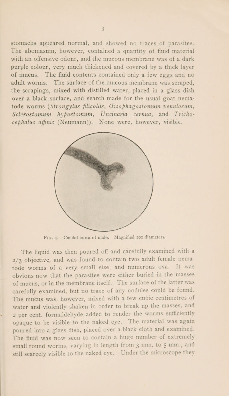 The abomasum, however, contained a quantity of fluid material with an offensive odour, and the mucous membrane was of a dark- purple colour, very much thickened and covered by a thick layer of mucus. The fluid contents contained only a few eggs and no adult worms. The surface of the mucous membrane was scraped, the scrapings, mixed with distilled water, placed in a glass dish over a black surface, and search made for the usual goat nema¬ tode worms (.Strongylus filicollis, CEsophagostomum venulosum, Sclerostomum hypostomum, Uncinaria cernua, and Tricho- cephaliis affinis (Neumann)). None were, however, visible. Fig. 4.—Caudal bursa of male. Magnified 100 diameters. The liquid was then poured off and carefully examined with a 2/3 objective, and was found to contain two adult female nema¬ tode worms of a very small size, and numerous ova. It was obvious now that the parasites were either buried in the masses of mucus, or in the membrane itself. I he surface of the latter was carefully examined, but no trace of any nodules could be found. The mucus was, however, mixed with a few cubic centimetres of water and violently shaken in order to break up the masses, and 2 per cent, formaldehyde added to render the worms sufficiently opaque to be visible to the naked eye. I he material was again poured into a glass dish, placed over a black cloth and examined. The fluid was now seen to contain a huge number of extremely small round worms, varying in length from 3 mm. to 5 mm., and still scarcely visible to the naked eye. Under the microscope they