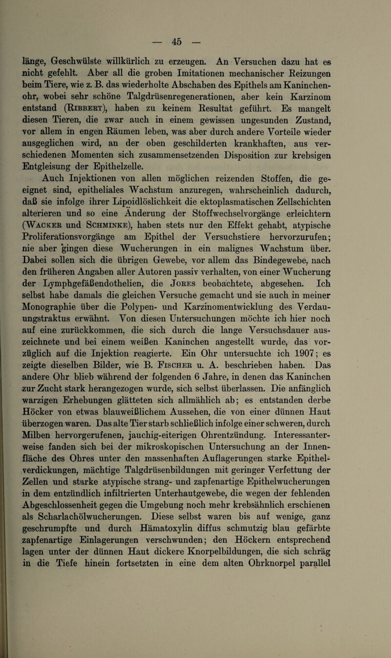 länge, Geschwülste willkürlich zu erzeugen. An Versuchen dazu hat es nicht gefehlt. Aber all die groben Imitationen mechanischer Reizungen beim Tiere, wie z. B. das wiederholte Abschaben des Epithels am Kaninchen¬ ohr, wobei sehr schöne Talgdrüsenregenerationen, aber kein Karzinom entstand (Bibbert), haben zu keinem Resultat geführt. Es mangelt diesen Tieren, die zwar auch in einem gewissen ungesunden Zustand, vor allem in engen Räumen leben, was aber durch andere Vorteile wieder ausgeglichen wird, an der oben geschilderten krankhaften, aus ver¬ schiedenen Momenten sich zusammensetzenden Disposition zur krebsigen Entgleisung der Epithelzelle. Auch Injektionen von allen möglichen reizenden Stoffen, die ge¬ eignet sind, epitheliales Wachstum anzuregen, wahrscheinlich dadurch, daß sie infolge ihrer Lipoidlöslichkeit die ektoplasmatischen Zellschichten alterieren und so eine Änderung der Stoffwechselvorgänge erleichtern (Wacker und Schminke), haben stets nur den Effekt gehabt, atypische Proliferationsvorgänge am Epithel der Versuchstiere hervorzurufen; nie aber ‘gingen diese Wucherungen in ein malignes Wachstum über. Dabei sollen sich die übrigen Gewebe, vor allem das Bindegewebe, nach den früheren Angaben aller Autoren passiv verhalten, von einer Wucherung der Lymphgefäßendothelien, die Jores beobachtete, abgesehen. Ich selbst habe damals die gleichen Versuche gemacht und sie auch in meiner Monographie über die Polypen- und Karzinomentwicklung des Verdau- ungstraktus erwähnt. Von diesen Untersuchungen möchte ich hier noch auf eine zurückkommen, die sich durch die lange Versuchsdauer aus¬ zeichnete und bei einem weißen Kaninchen angestellt wurde, das vor¬ züglich auf die Injektion reagierte. Ein Ohr untersuchte ich 1907; es zeigte dieselben Bilder, wie B. Eischer u. A. beschrieben haben. Das andere Ohr blieb während der folgenden 6 Jahre, in denen das Kaninchen zur Zucht stark herangezogen wurde, sich selbst überlassen. Die anfänglich warzigen Erhebungen glätteten sich allmählich ab; es entstanden derbe Höcker von etwas blauweißlichem Aussehen, die von einer dünnen Haut überzogen waren. Das alte Tier starb schließlich infolge einer schweren, durch Milben hervorgerufenen, jauchig-eiterigen Ohrentzündung. Interessanter¬ weise fanden sich bei der mikroskopischen Untersuchung an der Innen¬ fläche des Ohres unter den massenhaften Auflagerungen starke Epithel¬ verdickungen, mächtige Talgdrüsenbildungen mit geringer Verfettung der Zellen und starke atypische sträng- und zapfenartige Epithelwucherungen in dem entzündlich infiltrierten Unterhautgewebe, die wegen der fehlenden Abgeschlossenheit gegen die Umgebung noch mehr krebsähnlich erschienen als Scharlachölwucherungen. Diese selbst waren bis auf wenige, ganz geschrumpfte und durch Hämatoxylin diffus schmutzig blau gefärbte zapfenartige Einlagerungen verschwunden; den Höckern entsprechend lagen unter der dünnen Haut dickere Knorpelbildungen, die sich schräg in die Tiefe hinein fortsetzten in eine dem alten Ohrknorpel parallel