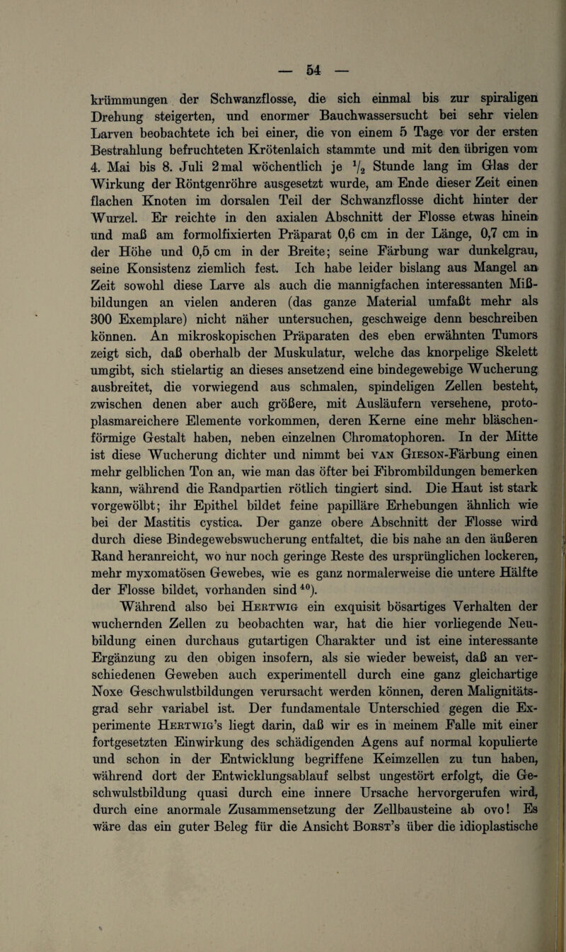 kriimmungen der Schwanzflosse, die sich einmal bis zur spiraligen Drehung steigerten, und enormer Bauchwassersucht bei sehr vielen Larven beobachtete ich bei einer, die von einem 5 Tage vor der ersten Bestrahlung befruchteten Krötenlaich stammte und mit den übrigen vom 4. Mai bis 8. Juli 2 mal wöchentlich je 1/2 Stunde lang im Glas der Wirkung der Röntgenröhre ausgesetzt wurde, am Ende dieser Zeit einen flachen Knoten im dorsalen Teil der Schwanzflosse dicht hinter der Wurzel. Er reichte in den axialen Abschnitt der Flosse etwas hinein und maß am formolfixierten Präparat 0,6 cm in der Länge, 0,7 cm in der Höhe und 0,5 cm in der Breite; seine Färbung war dunkelgrau, seine Konsistenz ziemlich fest. Ich habe leider bislang aus Mangel an Zeit sowohl diese Larve als auch die mannigfachen interessanten Miß¬ bildungen an vielen anderen (das ganze Material umfaßt mehr als 300 Exemplare) nicht näher untersuchen, geschweige denn beschreiben können. An mikroskopischen Präparaten des eben erwähnten Tumors zeigt sich, daß oberhalb der Muskulatur, welche das knorpelige Skelett umgibt, sich stielartig an dieses ansetzend eine bindegewebige Wucherung ausbreitet, die vorwiegend aus schmalen, spindeligen Zellen besteht, zwischen denen aber auch größere, mit Ausläufern versehene, proto¬ plasmareichere Elemente Vorkommen, deren Kerne eine mehr bläschen¬ förmige Gestalt haben, neben einzelnen Chromatophoren. In der Mitte ist diese Wucherung dichter und nimmt bei van GiESON-Färbung einen mehr gelblichen Ton an, wie man das öfter bei Fibrombildungen bemerken kann, während die Randpartien rötlich tingiert sind. Die Haut ist stark vorgewölbt; ihr Epithel bildet feine papilläre Erhebungen ähnlich wie bei der Mastitis cystica. Der ganze obere Abschnitt der Flosse wird durch diese Bindegewebswucherung entfaltet, die bis nahe an den äußeren Rand heranreicht, wo hur noch geringe Reste des ursprünglichen lockeren, mehr myxomatösen Gewebes, wie es ganz normalerweise die untere Hälfte der Flosse bildet, vorhanden sind 40). Während also bei Hertwig ein exquisit bösartiges Verhalten der wuchernden Zellen zu beobachten war, hat die hier vorhegende Neu¬ bildung einen durchaus gutartigen Charakter und ist eine interessante Ergänzung zu den obigen insofern, als sie wieder beweist, daß an ver¬ schiedenen Geweben auch experimentell durch eine ganz gleichartige Noxe Geschwulstbildungen verursacht werden können, deren Malignitäts¬ grad sehr variabel ist. Der fundamentale Unterschied gegen die Ex¬ perimente Hertwig’s liegt darin, daß wir es in meinem Falle mit einer fortgesetzten Einwirkung des schädigenden Agens auf normal kopulierte und schon in der Entwicklung begriffene Keimzellen zu tun haben, während dort der Entwicklungsablauf selbst ungestört erfolgt, die Ge¬ schwulstbildung quasi durch eine innere Ursache hervorgerufen wird, durch eine anormale Zusammensetzung der Zellbausteine ab ovo! Es wäre das ein guter Beleg für die Ansicht Borst’s über die idioplastische