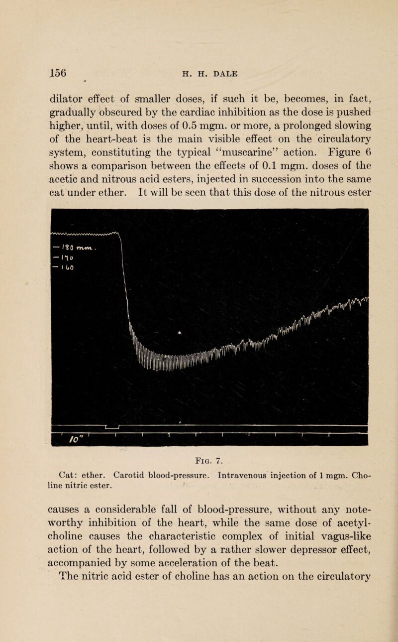 0 dilator effect of smaller doses, if such it be, becomes, in fact, gradually obscured by the cardiac inhibition as the dose is pushed higher, until, with doses of 0.5 mgm. or more, a prolonged slowing of the heart-beat is the main visible effect on the circulatory system, constituting the typical “muscarine” action. Figure 6 shows a comparison between the effects of 0.1 mgm. doses of the acetic and nitrous acid esters, injected in succession into the same cat under ether. It will be seen that this dose of the nitrous ester VO Fig. 7. Cat: ether. Carotid blood-pressure. Intravenous injection of 1 mgm. Cho¬ line nitric ester. causes a considerable fall of blood-pressure, without any note¬ worthy inhibition of the heart, while the same dose of acetyl¬ choline causes the characteristic complex of initial vagus-like action of the heart, followed by a rather slower depressor effect, accompanied by some acceleration of the beat. The nitric acid ester of choline has an action on the circulatory