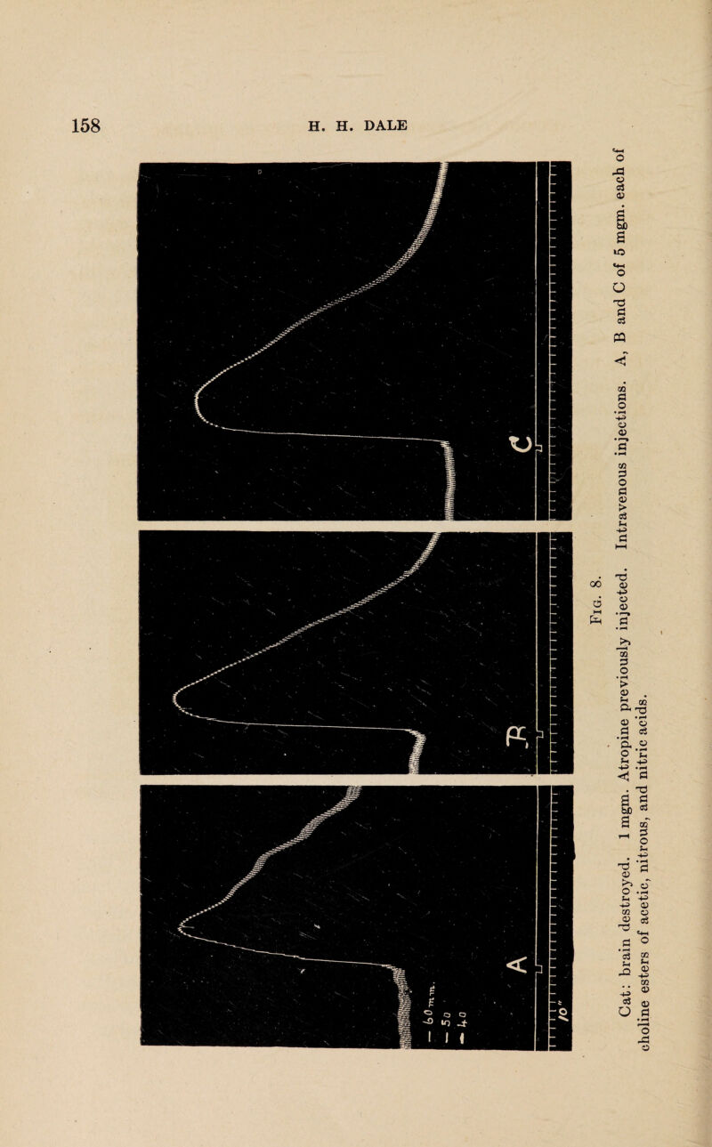 Fig. 8. Cat: brain destroyed. 1 mgm. Atropine previously injected. Intravenous injections. A, B and C of 5 mgm. each of choline esters of acetic, nitrous, and nitric acids.