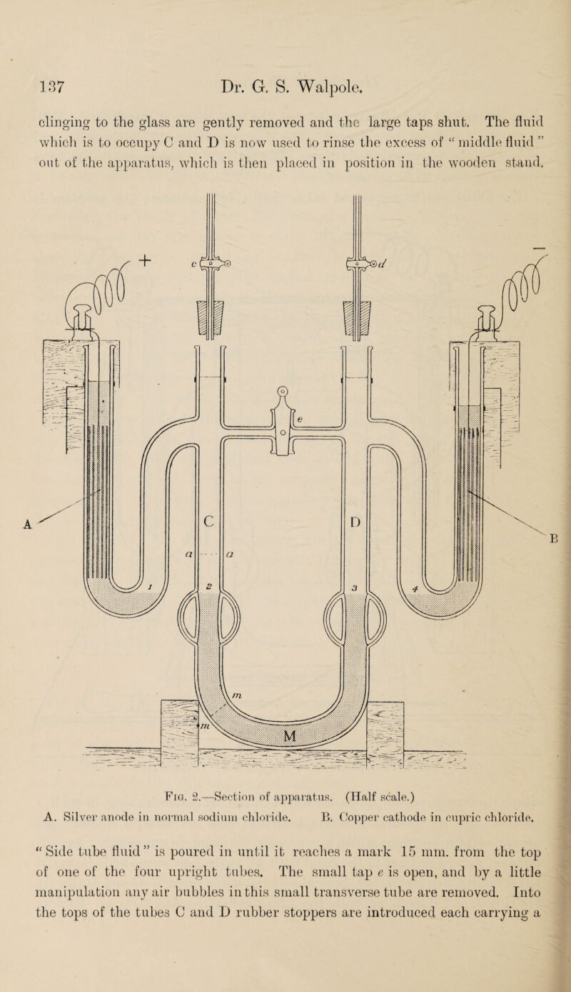 clinging to the glass are gently removed and the large taps shut. The fluid which is to occupy C and D is now used to rinse the excess of “ middle fluid ” out of the apparatus, which is then placed in position in the wooden stand. Fig. 2.—Section of apparatus. (Half scale.) A. Silver anode in normal sodium chloride. B. Copper cathode in cupric chloride. “ Side tube fluid” is poured in until it reaches a mark 15 mm. from the top of one of the four upright tubes. The small tap e is open, and by a little manipulation any air bubbles in this small transverse tube are removed. Into the tops of the tubes C and D rubber stoppers are introduced each carrying a