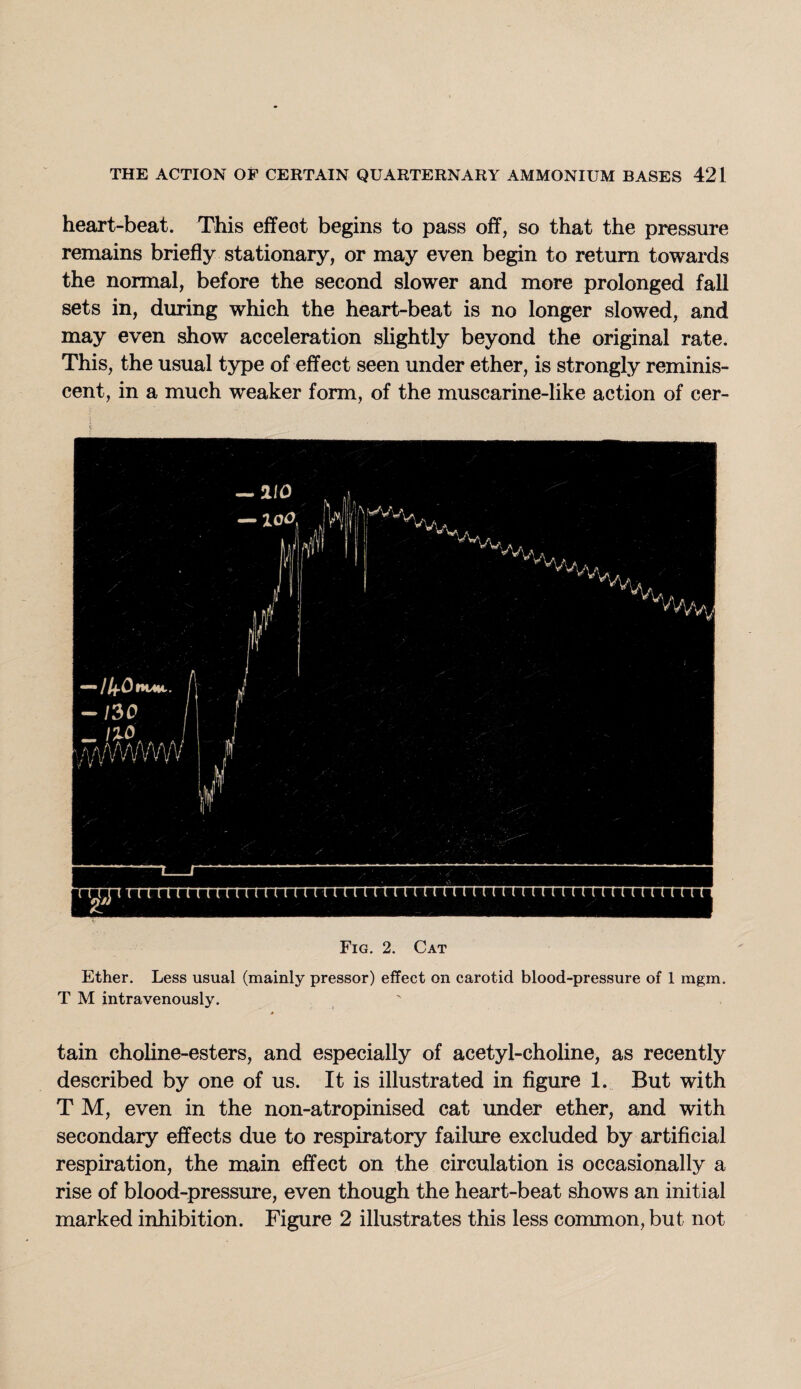 heart-beat. This effect begins to pass off, so that the pressure remains briefly stationary, or may even begin to return towards the normal, before the second slower and more prolonged fall sets in, during which the heart-beat is no longer slowed, and may even show acceleration slightly beyond the original rate. This, the usual type of effect seen under ether, is strongly reminis¬ cent, in a much weaker form, of the muscarine-like action of cer- Fig. 2. Cat Ether. Less usual (mainly pressor) effect on carotid blood-pressure of 1 mgm. T M intravenously. tain choline-esters, and especially of acetyl-choline, as recently described by one of us. It is illustrated in figure 1. But with T M, even in the non-atropinised cat under ether, and with secondary effects due to respiratory failure excluded by artificial respiration, the main effect on the circulation is occasionally a rise of blood-pressure, even though the heart-beat shows an initial marked inhibition. Figure 2 illustrates this less common, but not