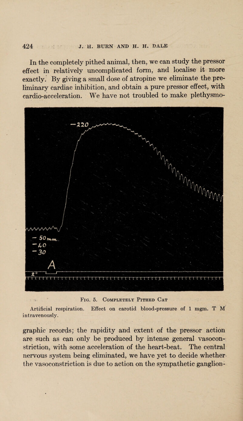 In the completely pithed animal, then, we can study the pressor effect in relatively uncomplicated form, and localise it more exactly. By giving a small dose of atropine we eliminate the pre¬ liminary cardiac inhibition, and obtain a pure pressor effect, with cardio-acceleration. We have not troubled to make plethysmo- Fig. 5. Completely Pithed Cat Artificial respiration. Effect on carotid blood-pressure of 1 mgm. T M intravenously. graphic records; the rapidity and extent of the pressor action are such as can only be produced by intense general vasocon¬ striction, with some acceleration of the heart-beat. The central nervous system being eliminated, we have yet to decide whether, the vasoconstriction is due to action on the sympathetic ganglion-