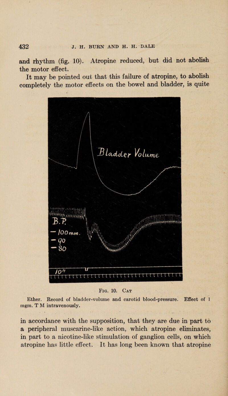 / 432 J. H. BURN AND H. H. BALE and rhythm (fig. 10). Atropine reduced, but did not abolish the motor effect. It may be pointed out that this failure of atropine, to abolish completely the motor effects on the bowel and bladder, is quite Fig. 10. Cat Ether. Record of bladder-volume and carotid blood-pressure. Effect of 1 mgm. T M intravenously. in accordance with the supposition, that they are due in part to a peripheral muscarine-like action, which atropine eliminates, in part to a nicotine-like stimulation of ganglion cells, on which atropine has little effect. It has long been known that atropine