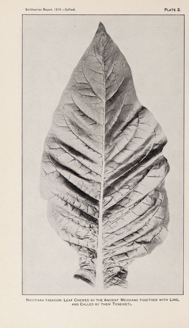 NlCOTIANA TABACUM: LEAF CHEWED BY THE ANCIENT MEXICANS TOGETHER WITH LlME, and Called by them Tenexietl.