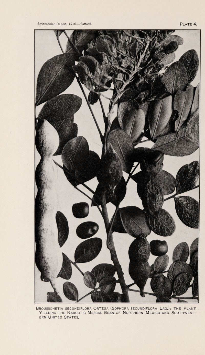 Broussonetia secundiflora Ortega (Sophora secundiflora Lag.); the Plant Yielding the Narcotic Mescal Bean of Northern .Mexico and Southwest¬ ern United States.