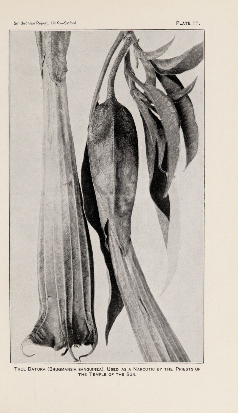 Tree Datura (Bruqmansia sanquinea), Used as a Narcotic by the Priests of the Temple of the Sun.