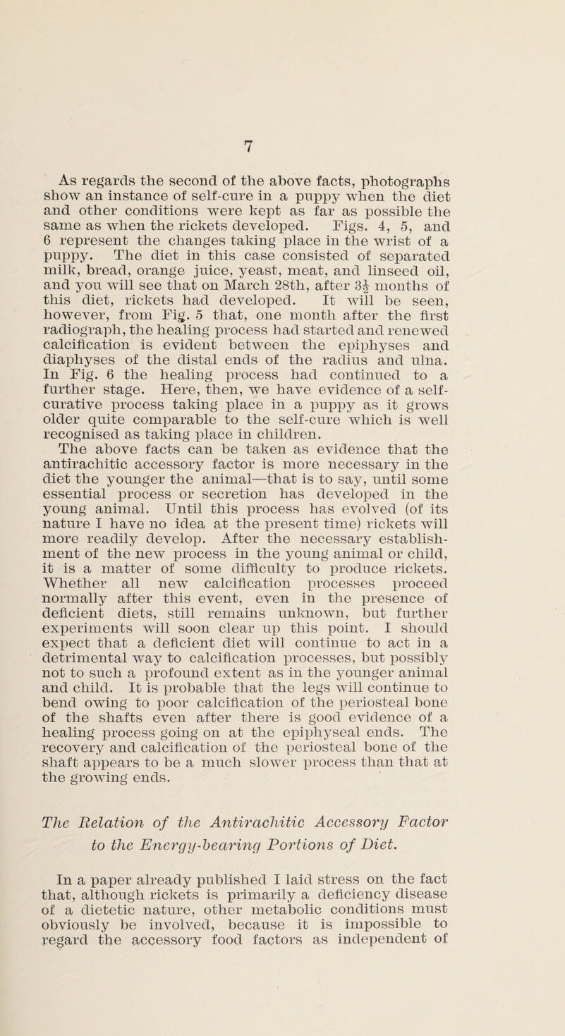 As regards the second of the above facts, photographs show an instance of self-cure in a puppy when the diet and other conditions were kept as far as possible the same as when the rickets developed. Figs. 4, 5, and 6 represent the changes taking place in the wrist of a puppy. The diet in this case consisted of separated milk, bread, orange juice, yeast, meat, and linseed oil, and you will see that on March 28th, after 3J months of this diet, rickets had developed. It will be seen, however, from Fig. 5 that, one month after the first radiograph, the healing process had started and renewed calcification is evident between the epiphyses and diaphyses of the distal ends of the radius and ulna. In Fig. 6 the healing process had continued to a further stage. Here, then, we have evidence of a self¬ curative process taking place in a puppy as it grows older quite comparable to the self-cure which is well recognised as taking place in children. The above facts can be taken as evidence that the antirachitic accessory factor is more necessary in the diet the younger the animal—that is to say, until some essential process or secretion has developed in the young animal. Until this process has evolved (of its nature I have no idea at the present time) rickets will more readily develop. After the necessary establish¬ ment of the new process in the young animal or child, it is a matter of some difficulty to produce rickets. Whether all new calcification processes proceed normally after this event, even in the presence of deficient diets, still remains unknown, but further experiments will soon clear up this point. I should expect that a deficient diet will continue to act in a detrimental way to calcification processes, but possibly not to such a profound extent as in the younger animal and child. It is probable that the legs will continue to bend owing to poor calcification of the periosteal bone of the shafts even after there is good evidence of a healing process going on at the epiphyseal ends. The recovery and calcification of the periosteal bone of the shaft appears to be a much slower process than that at the growing ends. The Relation of the Antirachitic Accessory Factor to the Energy-bearing Portions of Diet. In a paper already published I laid stress on the fact that, although rickets is primarily a deficiency disease of a dietetic nature, other metabolic conditions must obviously be involved, because it is impossible to regard the accessory food factors as independent of