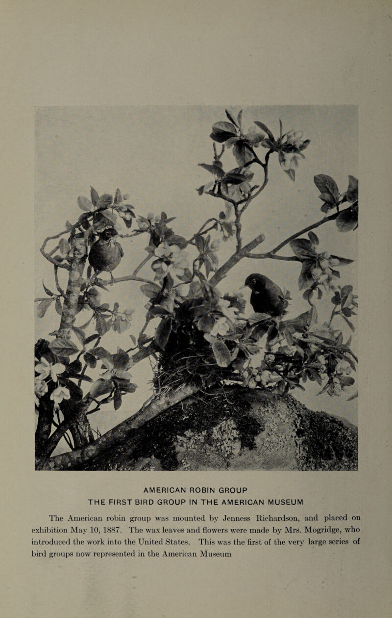 AMERICAN ROBIN GROUP THE FIRST BIRD GROUP IN THE AMERICAN MUSEUM The American robin group was mounted by Jenness Richardson, and placed on exhibition May 10, 1887. The wax leaves and flowers were made by Mrs. Mogridge, who introduced the work into the United States. This was the first of the very large series of bird groups now represented in the American Museum