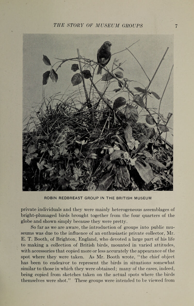 ROBIN REDBREAST GROUP IN THE BRITISH MUSEUM private individuals and they were mainly heterogeneous assemblages of bright-plumaged birds brought together from the four quarters of the globe and shown simply because they were pretty. So far as we are aware, the introduction of groups into public mu¬ seums was due to the influence of an enthusiastic private collector, Mr. E. T. Booth, of Brighton, England, who devoted a large part of his life to making a collection of British birds, mounted in varied attitudes, with accessories that copied more or less accurately the appearance of the spot where they were taken. As Mr. Booth wrote, “the chief object has been to endeavor to represent the birds in situations somewhat similar to those in which they were obtained; many of the cases, indeed, being copied from sketches taken on the actual spots where the birds themselves were shot.” These groups were intended to be viewed from
