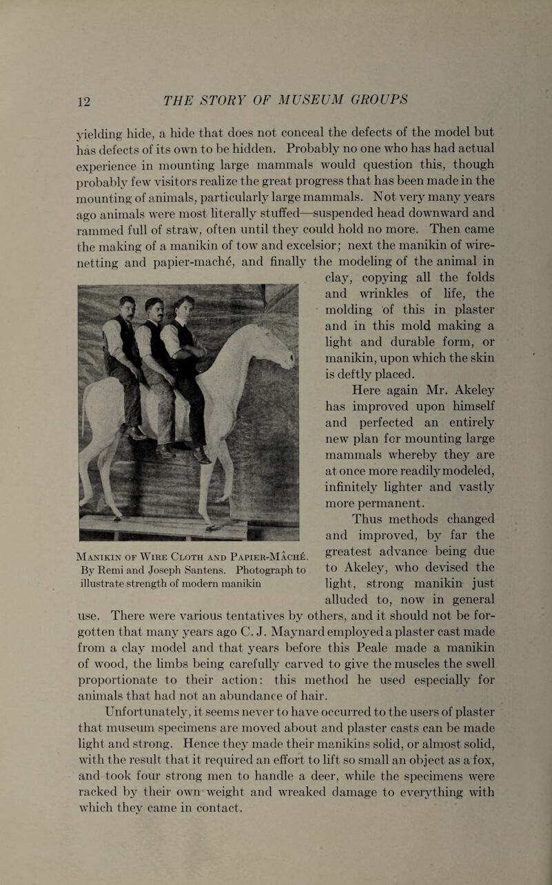 yielding hide, a hide that does not conceal the defects of the model but has defects of its own to be hidden. Probably no one who has had actual experience in mounting large mammals would question this, though probably few visitors realize the great progress that has been made in the mounting of animals, particularly large mammals. Not very many years ago animals were most literally stuffed—suspended head downward and rammed full of straw, often until they could hold no more. Then came the making of a manikin of tow and excelsior; next the manikin of wire¬ netting and papier-mache, and finally the modeling of the animal in clay, copying all the folds and wrinkles of life, the molding of this in plaster and in this mold making a light and durable form, or manikin, upon which the skin is deftly placed. Here again Mr. Akeley has improved upon himself and perfected an entirely new plan for mounting large mammals whereby they are at once more readily modeled, infinitely lighter and vastly more permanent. Thus methods changed and improved, by far the Manikin of Wire Cloth and Papier-MAche. greatest advance being due By Remi and Joseph Santens. Photograph to to Akeley, who devised the illustrate strength of modern manikin light, strong manikin just alluded to, now in general use. There were various tentatives by others, and it should not be for¬ gotten that many years ago C. J. Maynard employed a plaster cast made from a clay model and that years before this Peale made a manikin of wood, the limbs being carefully carved to give the muscles the swell proportionate to their action: this method he used especially for animals that had not an abundance of hair. Unfortunately, it seems never to have occurred to the users of plaster that museum specimens are moved about and plaster casts can be made light and strong. Hence they made their manikins solid, or almost solid, with the result that it required an effort to lift so small an object as a fox, and took four strong men to handle a deer, while the specimens were racked by their own weight and wreaked damage to everything with which they came in contact.