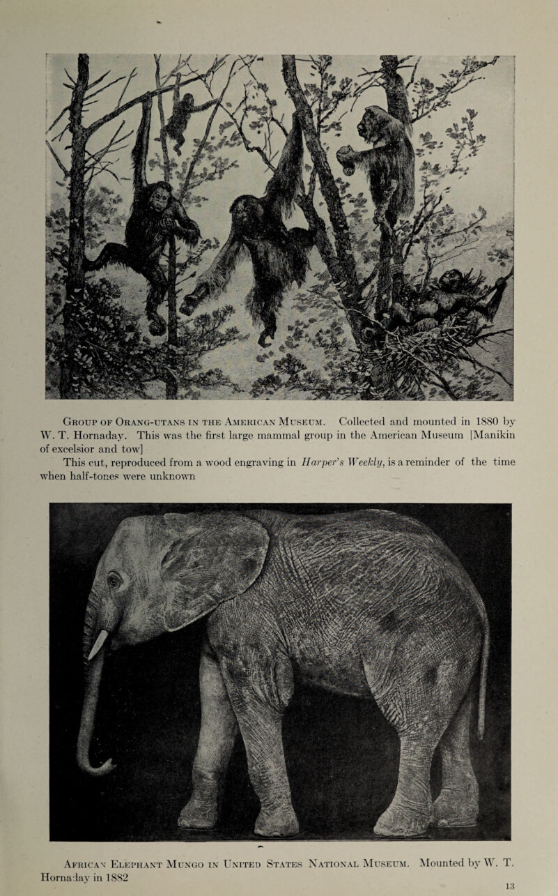 ft' 'V^flLirJ^rIff* f 4* 1 ^ 1 HP s *rx i vs i ^ a jpP ^ • y;J| vJS Group of Orang-utans in the American Museum. Collected and mounted in 1880 by W. T. Hornadav. This was the first large mammal group in the American Museum [Manikin of excelsior and tow] This cut, reproduced from a wood engraving in Harper's Weekly, is a reminder of the time when half-tones were unknown African Elephant Mungo in United States National Museum. Mounted by W. T. Hornadav in 1882