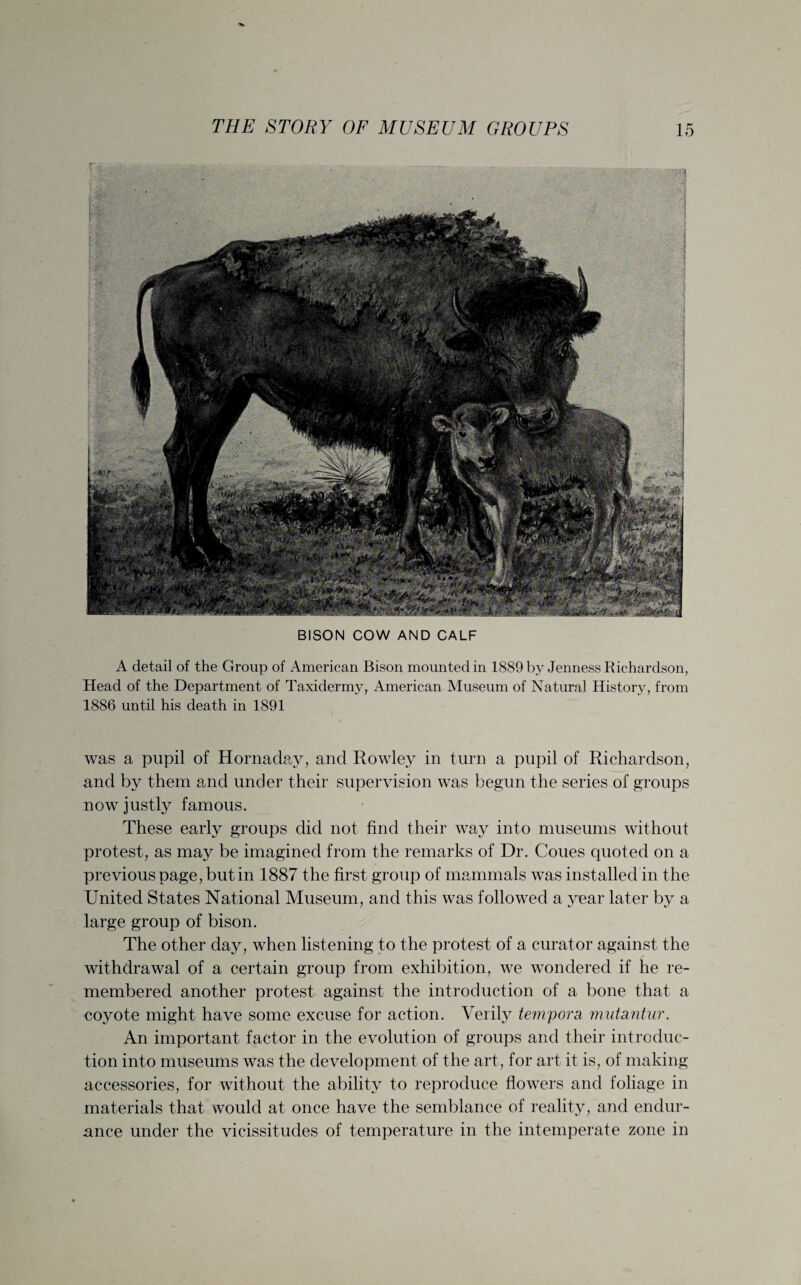 BISON COW AND CALF A detail of the Group of American Bison mounted in 1889 by Jenness Richardson, Head of the Department of Taxidermy, American Museum of Natural History, from 1886 until his death in 1891 was a pupil of Hornaday, and Rowley in turn a pupil of Richardson, and by them and under their supervision was begun the series of groups now justly famous. These early groups did not find their way into museums without protest, as may be imagined from the remarks of Dr. Coues quoted on a previous page, but in 1887 the first group of mammals was installed in the United States National Museum, and this was followed a year later by a large group of bison. The other day, when listening to the protest of a curator against the withdrawal of a certain group from exhibition, we wondered if he re¬ membered another protest against the introduction of a bone that a coyote might have some excuse for action. Verily tempora mutantur. An important factor in the evolution of groups and their introduc¬ tion into museums was the development of the art, for art it is, of making- accessories, for without the ability to reproduce flowers and foliage in materials that would at once have the semblance of reality, and endur¬ ance under the vicissitudes of temperature in the intemperate zone in