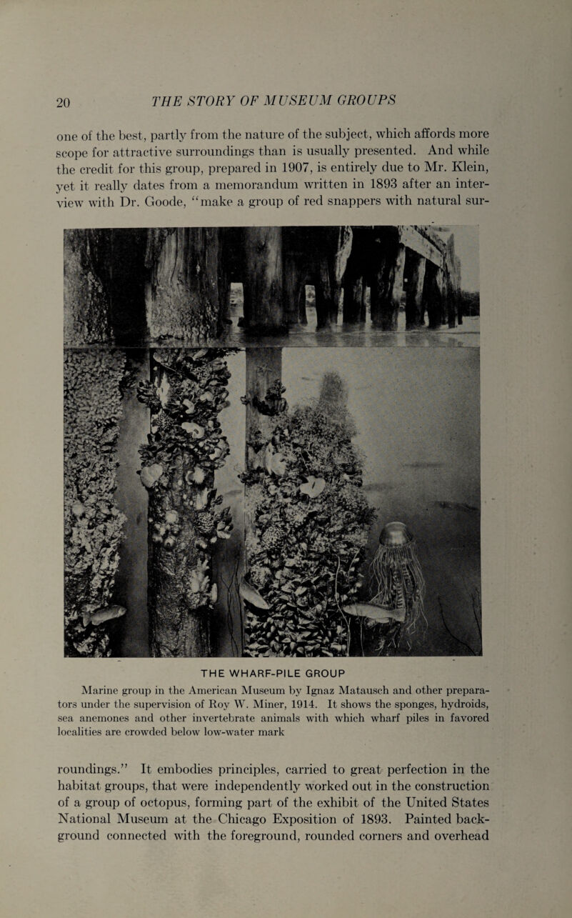 one of the best, partly from the nature of the subject, which affords more scope for attractive surroundings than is usually presented. And while the credit for this group, prepared in 1907, is entirely due to Mr. Klein, yet it really dates from a memorandum written in 1893 after an inter¬ view with Dr. Goode, “make a group of red snappers with natural sur- THE WHARF-PILE GROUP Marine group in the American Museum by Ignaz Matausch and other prepara- tors under the supervision of Roy W. Miner, 1914. It shows the sponges, hydroids, sea anemones and other invertebrate animals with which wharf piles in favored localities are crowded below low-water mark roundings.” It embodies principles, carried to great perfection in the habitat groups, that were independently worked out in the construction of a group of octopus, forming part of the exhibit of the United States National Museum at the Chicago Exposition of 1893. Painted back¬ ground connected with the foreground, rounded corners and overhead