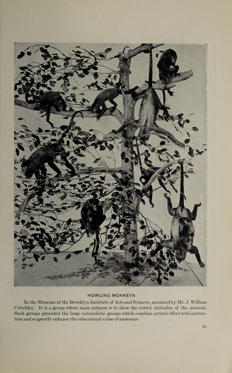 HOWLING MONKEYS In the Museum of the Brooklyn Institute of Arts and Sciences, mounted by Mr. J. William Critchley. It is a group whose main purpose is to show the varied attitudes of the animals. Such groups preceded the large naturalistic groups which combine artistic effect with instruc¬ tion and so greatly enhance the educational value of museums