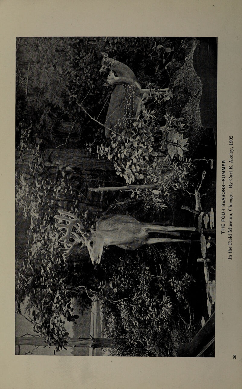 THE FOUR SEASONS-SUMMER In the Field Museum, Chicago. By Carl E. Akeley, 1902