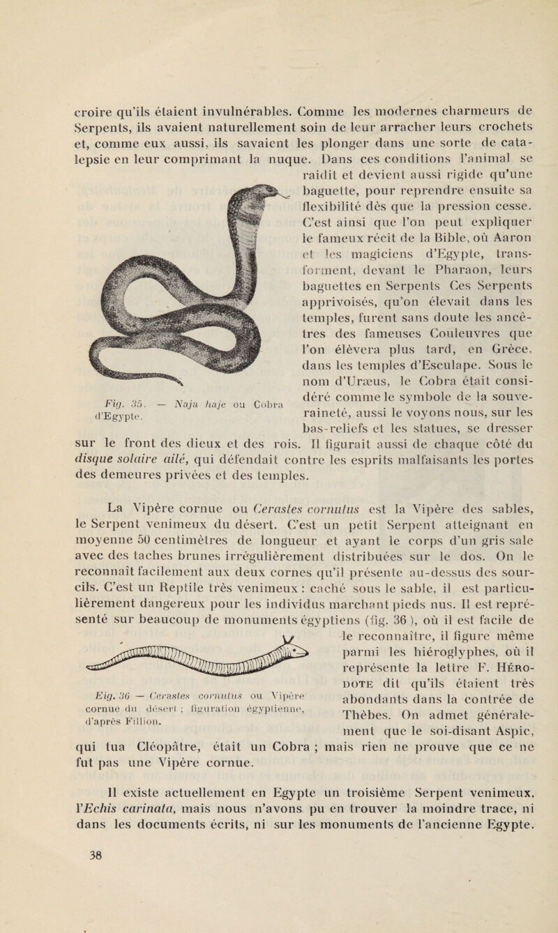 croire qu’ils étaient invulnérables. Comme les modernes charmeurs de Serpents, ils avaient naturellement soin de leur arracher leurs crochets et, comme eux aussi, ils savaient les plonger dans une sorte de cata¬ lepsie en leur comprimant la nuque. Dans ces conditions l’animal se raidit et devient aussi rigide qu’une baguette, pour reprendre ensuite sa llexibilité dès que la pression cesse, (7est ainsi que l’on peut expliquer le fameux récit de la Bible, où Aaron et les magiciens d’Egypte, trans¬ forment, devant le Pharaon, leurs baguettes en Serpents Ces Serpents apprivoisés, qu’on élevait dans les temples, furent sans doute les ancê¬ tres des fameuses Couleuvres que l’on élèvera plus tard, en Grèce, dans les temples d’Esculape. Sous le nom d’Uræus, le Cobra était consi¬ déré comme le symbole de la souve¬ raineté, aussi le voyons nous, sur les bas-reliefs et les statues, se dresser sur le front des dieux et des rois. 11 figurait aussi de chaque côté du disque solaire ailé, qui défendait contre les esprits malfaisants les portes des demeures privées et des temples. La Vipère cornue ou Cerasles cormüiis est la Vipère des sables, le Serpent venimeux du désert. C’est un petit Serpent atteignant en moyenne 50 centimètres de longueur et ayant le corps d’un gris sale avec des taches brunes irrégulièrement distribuées sur le dos. On le reconnaît facilement aux deux cornes qu’il présente au-dessus des sour¬ cils. C’est un Reptile très venimeux : caché sous le sable, il est particu¬ lièrement dangereux pour les individus marchant pieds nus. Il est repré¬ senté sur beaucoup de monuments égyptiens (fig. 36 ), où il est facile de le reconnaître, il ligure même parmi les hiéroglyphes, où il représente la lettre F. Héro¬ dote dit qu’ils étaient très abondants dans la contrée de Thèbes. On admet générale¬ ment que le soi-disant Aspic, (jui tua Cléopâtre, était un Cobra ; mais rien ne prouve que ce ne fut pas une Vipère cornue. 11 existe actuellement en Egypte un troisième Serpent venimeux, YEchis carinata, mais nous n’avons pu en trouver la moindre trace, ni dans les documents écrits, ni sur les monuments de l’ancienne Egypte. Eig. 36 — Cerasles corniiiiis ou Vipère cornue chi désert ; iiguralion égyptienne, d’après Fil lion.