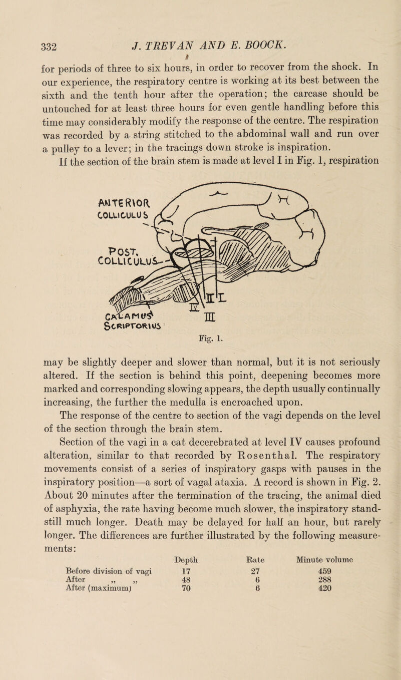 * for periods of three to six hours, in order to recover from the shock. In our experience, the respiratory centre is working at its best between the sixth and the tenth hour after the operation; the carcase should be untouched for at least three hours for even gentle handling before this time may considerably modify the response of the centre. The respiration was recorded by a string stitched to the abdominal wall and run over a pulley to a lever; in the tracings down stroke is inspiration. If the section of the brain stem is made at level I in Fig. 1, respiration Fig. 1. may be slightly deeper and slower than normal, but it is not seriously altered. If the section is behind this point, deepening becomes more marked and corresponding slowing appears, the depth usually continually increasing, the further the medulla is encroached upon. The response of the centre to section of the vagi depends on the level of the section through the brain stem. Section of the vagi in a cat decerebrated at level IV causes profound alteration, similar to that recorded by Rosenthal. The respiratory movements consist of a series of inspiratory gasps with pauses in the inspiratory position—a sort of vagal ataxia. A record is shown in Fig. 2. About 20 minutes after the termination of the tracing, the animal died of asphyxia, the rate having become much slower, the inspiratory stand¬ still much longer. Death may be delayed for half an hour, but rarely longer. The differences are further illustrated by the following measure¬ ments : Depth Rate Minute volume Before division of vagi 17 27 After 48 6 After (maximum) 70 6 459 288 420
