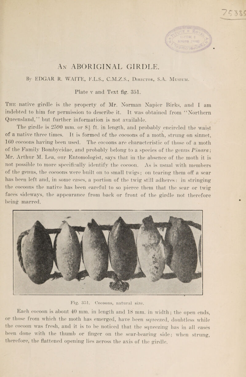 An ABORIGINAL GIRDLE. By EDGAR R. WAITE, F.L.S., C.M.Z.S., Director, S.A. Museum. Plate v and Text fig. 351. The native girdle is the property of Mr. Norman Napier Birks, and I am indebted to him for permission to describe it. It was obtained from “Northern Queensland,” but further information is not available. The girdle is 2590 mm. or 81 ft. in length, and probably encircled the waist of a native three times. It is formed of the cocoons of a moth, strung on sinnet, 160 cocoons having been used. The cocoons are characteristic of those of a moth of the Family Bombycidae, and probably belong to a species of the genus Pinara; Mr. Arthur M. Lea, our Entomologist, says that in the absence of the moth it is not possible to more specifically identify the cocoon. As is usual with members of the genus, the cocoons were built on to small twigs; on tearing them oft a scar has been left and, in some cases, a portion of the twig still adheres: in stringing the cocoons the native has been careful to so pierce them that the scar or twig faces sideways, the appearance from back or front of the girdle not therefore being marred. Fig. 351. Cocoons, natural size. Each cocoon is about 40 mm. in length and 18 mm. in width; the open ends, or those from which the moth has emerged, have been squeezed, doubtless while been done with the thumb or finger on the scar-bearing side; when strung, therefore, the flattened opening lies across the axis of the girdle.