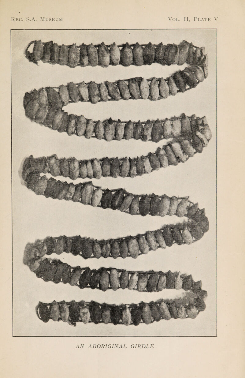 Rec. S.A. Museum Vol. II, Plate V AN ABORIGINAL GIRDLE