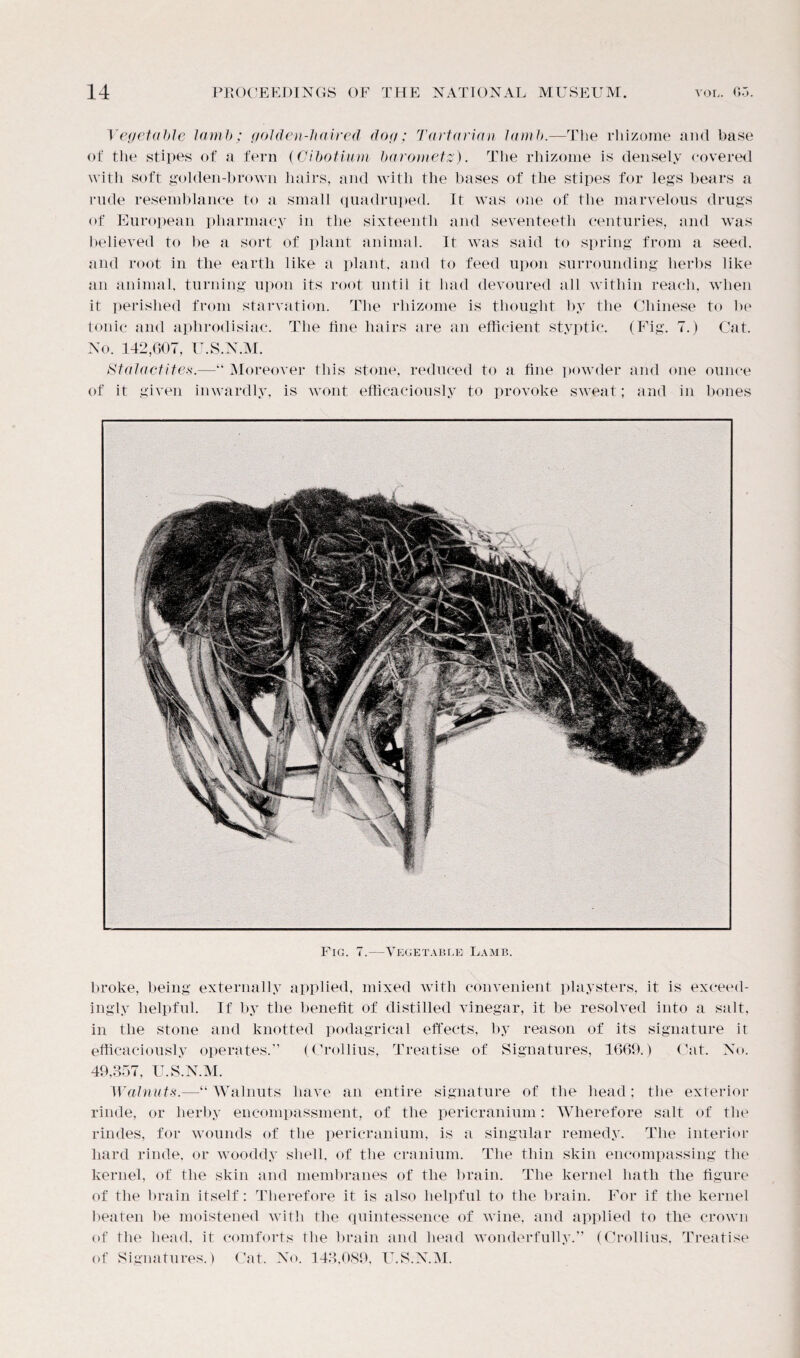 Vegetable lamb; golden-haired dog: Tartarian lamb.—The rhizome and base of the stipes of a fern (Cibotium barometz). The rhizome is densely covered with soft golden-brown hairs, and with the bases of the stipes for legs bears a rude resemblance to a small quadruped. It was one of the marvelous drugs of European pharmacy in the sixteenth and seventeeth centuries, and was believed to be a sort of plant animal. It was said to spring from a seed, and root in the earth like a plant, and to feed upon surrounding herbs like an animal, turning upon its root until it had devoured all within reach, when it perished from starvation. The rhizome is thought by the Chinese to be tonic and aphrodisiac. The tine hairs are an efficient styptic. (Fig. 7.) Cat. No. 142,607, U.S.N.M. Stalactites.—“ Moreover this stone, reduced to a fine powder and one ounce of it given inwardly, is wont efficaciously to provoke sweat; and in bones Fig. 7.—Vegetable Lamb. broke, being externally applied, mixed with convenient playsters, it is exceed¬ ingly helpful. If by the benefit of distilled vinegar, it be resolved into a salt, in the stone and knotted podagrical effects, by reason of its signature it efficaciously operates.” (Crollius, Treatise of Signatures, 1669.) Cat. No. 49,357, U.S.N.M. Walnuts.—“ Walnuts have an entire signature of the head; the exterior rinde, or herby encompassment, of the pericranium: Wherefore salt of the rindes, for wounds of the pericranium, is a singular remedy. The interior hard rinde, or woocldy shell, of the cranium. The thin skin encompassing the kernel, of the skin and membranes of the brain. The kernel hath the figure of the brain itself: Therefore it is also helpful to the brain. For if the kernel beaten be moistened with the quintessence of wine, and applied to the crown of the head, it comforts the brain and head wonderfully.” (Crollius, Treatise of Signatures.) Cat. No. 143,089, U.S.N.M.