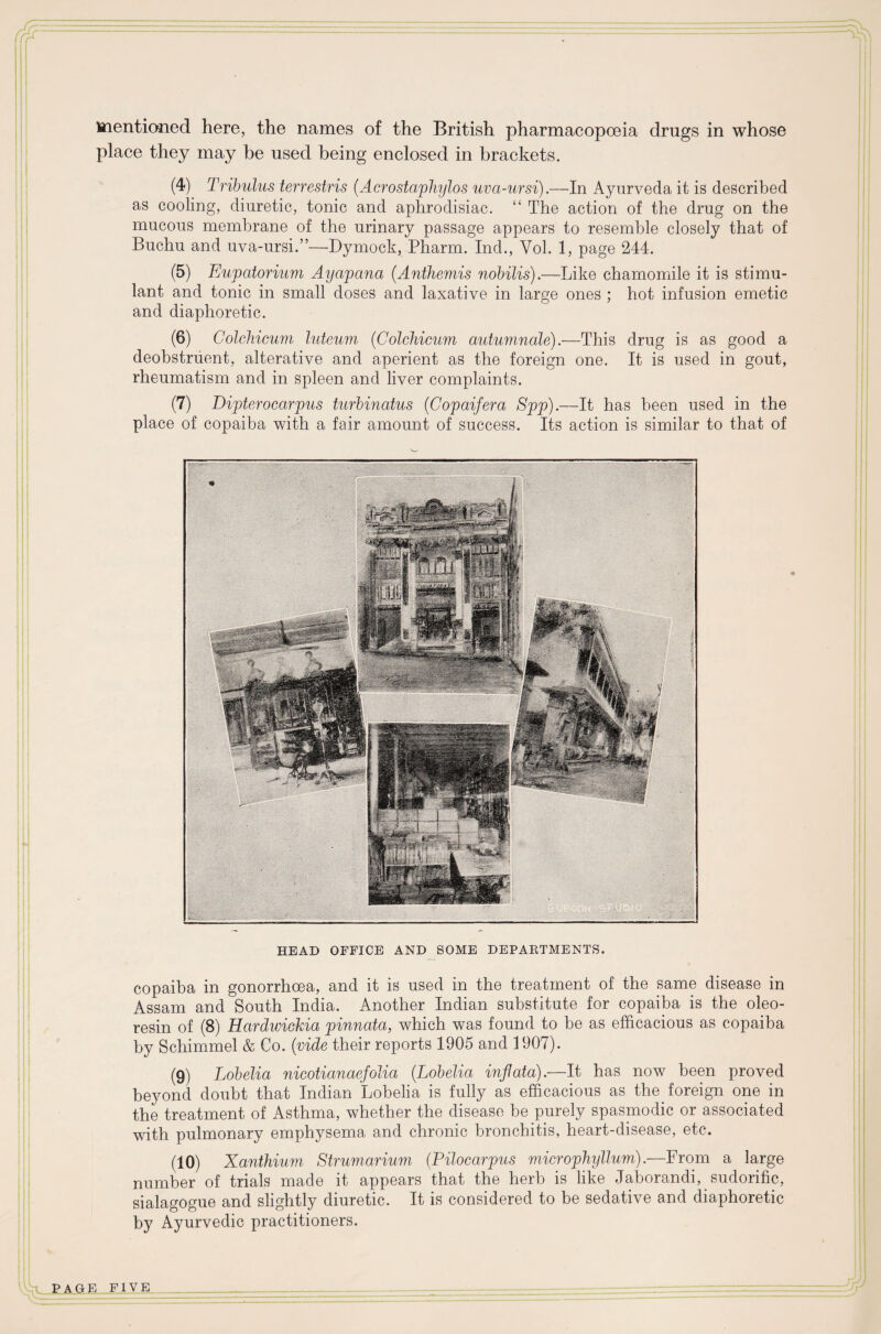 mentioned here, the names of the British pharmacopoeia drugs in whose place they may be used being enclosed in brackets. (4) Tribulus terrestris (Acrostapliylos uva-ursi).—In Ayurveda it is described as cooling, diuretic, tonic and aphrodisiac. “ The action of the drug on the mucous membrane of the urinary passage appears to resemble closely that of Buchu and uva-ursi.”—Dymock, Pharm. Ind., Yol. 1, page 244. (5) Eupatorium Ayapana (Anthemis nobilis).—Like chamomile it is stimu¬ lant and tonic in small doses and laxative in large ones ; hot infusion emetic and diaphoretic. (6) Colchicuvi luteum (Colchicum autumnale).—This drug is as good a deobstruent, alterative and aperient as the foreign one. It is used in gout, rheumatism and in spleen and liver complaints. (7) Dipterocarpus turbinatus (Copaifera Spp).—It has been used in the place of copaiba with a fair amount of success. Its action is similar to that of HEAD OFFICE AND SOME DEPARTMENTS. copaiba in gonorrhoea, and it is used in the treatment of the same disease in Assam and South India. Another Indian substitute for copaiba is the oleo- resin of (8) Hardwickia pinnata, which was found to be as efficacious as copaiba by Schimmel & Co. (vide their reports 1905 and 1907). (9) Lobelia nicotianaefolia (Lobelia inflata).—It has now been proved beyond doubt that Indian Lobelia is fully as efficacious as the. foreign one in the treatment of Asthma, whether the disease be purely spasmodic or associated with pulmonary emphysema and chronic bronchitis, heart-disease, etc. (10) Xanihium Strumarium (Pilocarpus microphyllum) .—From a large number of trials made it appears that the herb is like Jaborandi, sudorific, sialagogue and slightly diuretic. It is considered to be sedative and diaphoretic by Ayurvedic practitioners.