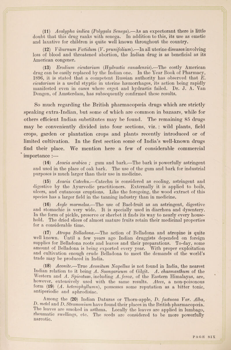 (11) Acalypha indica (Polygala Senega).—As an expectorant there is little doubt that this drug ranks with senega. In addition to this, its use as emetic and laxative for children is quite well known throughout the country. (12) Viburnum Foetidum (V. prunifolium).—In all uterine diseases involving loss of blood and threatened abortion, the Indian drug is as beneficial as its American congener. (13) Erodium cicutarium (Hydrastis canadensis).—The costly American drug can be easily replaced by the Indian one. In the Year Book of Pharmacy, 1896, it is stated that a competent Russian authority has observed that E. cicutarium is a useful styptic in uterine haemorrhages, its action being rapidly manifested even in cases where ergot and hydrastis failed. Dr. J. A. Van Dongen, of Amsterdam, has subsequently confirmed these results. So much regarding the British pharmacopoeia drugs which are strictly speaking extra-Indian, but some of which are common in bazaars, while for others efficient Indian substitutes may be found. The remaining 85 drugs may be conveniently divided into four sections, viz. : wild plants, field crops, garden or plantation crops and plants recently introduced or of limited cultivation. In the first section some of India’s well-known drugs find their place. We mention here a few of considerable commercial «> importance :— (14) Acacia arabica ; gum and bark.—The bark is powerfully astringent and used in the place of oak bark. The use of the gum and bark for industrial purposes is much larger than their use in medicine. (15) Acacia Catechu.—Catechu is considered as cooling, astringent and digestive by the Ayurvedic practitioners. Externally it is applied to boils, ulcers, and cutaneous eruptions. Like the foregoing, the wood extract of this species has a larger field in the tanning industry than in medicine. (16) Aegle marmelos.—The use of Bael-fruit as an astringent, digestive and stomachic is very wide. It is specially used in diarrhoea and dysentery. In the form of pickle, preserve or sherbet it finds its way to nearly every house¬ hold. The dried slices of almost mature fruits retain their medicinal properties for a considerable time. (17) Atropa Belladona.—The action of Belladona and atropine is quite well known. Until a few years ago Indian druggists depended on foreign supplies for Belladona roots and leaves and their preparations. To-day, some amount of Belladona is being exported every year. With proper exploitation and cultivation enough crude Belladona to meet the demands of the world’s trade may be produced in India. (18) Aconite.—True Aconitum Napellus is not found in India, the nearest Indian relation to it being A. Soongaricum of Gilgit. A. chasmanthum of the Western and A. Spicatum, including A.ferox, of the Eastern Himalayas, are, however, extensively used with the same results. Atees, a non-poisonous form (19) (A. heterophyllumn), possesses some reputation as a bitter tonic, antiperiodic and aphrodisiac. Among the (20) Indian Daturas or Thorn-apple, D. fastuosa Var. Alba, D. metel and D. Stramonium have found their places in the British pharmacopoeia. The leaves are smoked in asthma. Locally the leaves are applied in lumbago, rheumatic swellings, etc. The seeds are considered to be more powerfully narcotic. PAGE SIX