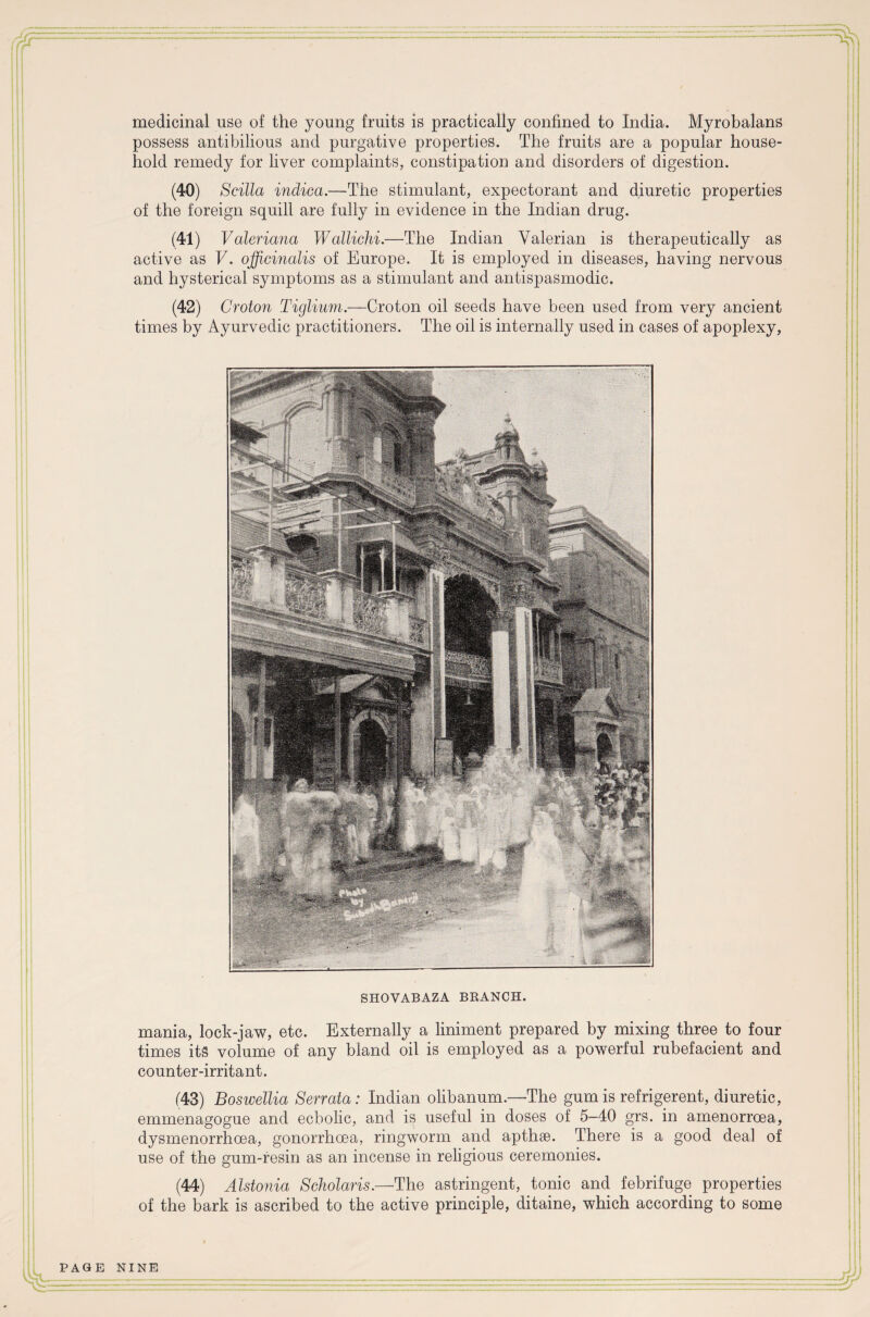 medicinal use of the young fruits is practically confined to India. Myrobalans possess antibilious and purgative properties. The fruits are a popular house¬ hold remedy for liver complaints, constipation and disorders of digestion. (40) Scilla inclica.—The stimulant, expectorant and diuretic properties of the foreign squill are fully in evidence in the Indian drug. (41) Valeriana Wallichi.—The Indian Valerian is therapeutically as active as F. officinalis of Europe. It is employed in diseases, having nervous and hysterical symptoms as a stimulant and antispasmodic. (42) Croton Tiglium.—Croton oil seeds have been used from very ancient times by Ayurvedic practitioners. The oil is internally used in cases of apoplexy, SHOVABAZA BRANCH. mania, lock-jaw, etc. Externally a liniment prepared by mixing three to four times its volume of any bland oil is employed as a powerful rubefacient and counter-irritant. (43) Boswellia Serrata: Indian olibanum.—The gum is refrigerent, diuretic, emmenagogue and ecbolic, and is useful in doses of 5-40 grs. in amenorrcea, dysmenorrhcea, gonorrhoea, ringworm and apthae. There is a good deal of use of the gum-resin as an incense in religious ceremonies. (44) Alstonia Scholaris.—The astringent, tonic and febrifuge properties of the bark is ascribed to the active principle, ditaine, which according to some