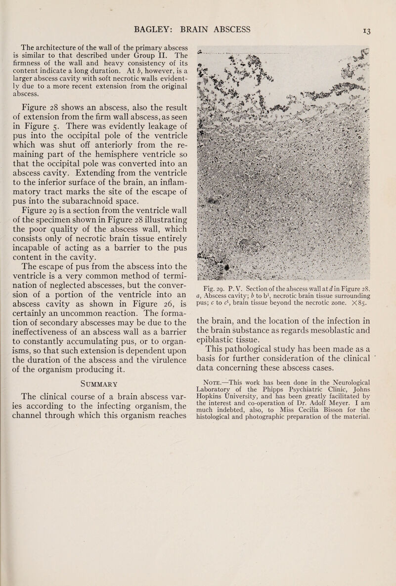 The architecture of the wall of the primary abscess is similar to that described under Group II. The firmness of the wall and heavy consistency of its content indicate a long duration. At b, however, is a larger abscess cavity with soft necrotic walls evident¬ ly due to a more recent extension from the original abscess. Figure 28 shows an abscess, also the result of extension from the firm wall abscess, as seen in Figure 5. There was evidently leakage of pus into the occipital pole of the ventricle which was shut off anteriorly from the re¬ maining part of the hemisphere ventricle so that the occipital pole was converted into an abscess cavity. Extending from the ventricle to the inferior surface of the brain, an inflam¬ matory tract marks the site of the escape of pus into the subarachnoid space. Figure 29 is a section from the ventricle wall of the specimen shown in Figure 28 illustrating the poor quality of the abscess wall, which consists only of necrotic brain tissue entirely incapable of acting as a barrier to the pus content in the cavity. The escape of pus from the abscess into the ventricle is a very common method of termi¬ nation of neglected abscesses, but the conver¬ sion of a portion of the ventricle into an abscess cavity as shown in Figure 26, is certainly an uncommon reaction. The forma¬ tion of secondary abscesses may be due to the ineffectiveness of an abscess wall as a barrier to constantly accumulating pus, or to organ¬ isms, so that such extension is dependent upon the duration of the abscess and the virulence of the organism producing it. Summary The clinical course of a brain abscess var¬ ies according to the infecting organism, the channel through which this organism reaches Fig. 29. P. V. Section of the abscess wall at d in Figure 28. a, Abscess cavity; b to b1, necrotic brain tissue surrounding pus; c to c1, brain tissue beyond the necrotic zone. X85. the brain, and the location of the infection in the brain substance as regards mesoblastic and epiblastic tissue. This pathological study has been made as a basis for further consideration of the clinical data concerning these abscess cases. Note.—This work has been done in the Neurological Laboratory of the Phipps Psychiatric Clinic, Johns Hopkins University, and has been greatly facilitated by the interest and co-operation of Dr. Adolf Meyer. I am much indebted, also, to Miss Cecilia Bisson for the histological and photographic preparation of the material.