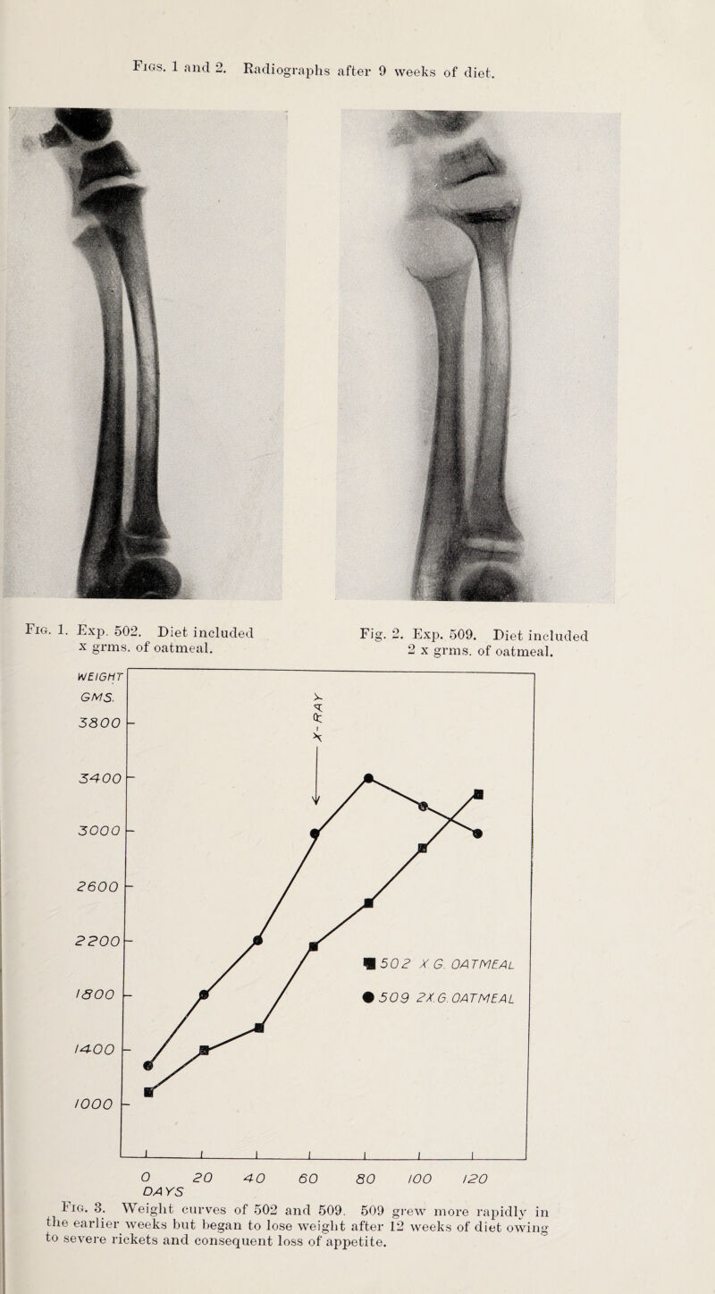 Fig. 1. Exp. 502. Diet included Fig. 2. Exp. 509. Diet included x grins, of oatmeal. 2 x grins, of oatmeal. I ig. 3. Weight curves of 502 and 509. 509 grew more rapidly in the earlier weeks but began to lose weight after i2 weeks of diet owing to severe rickets and consequent loss of apjietite.