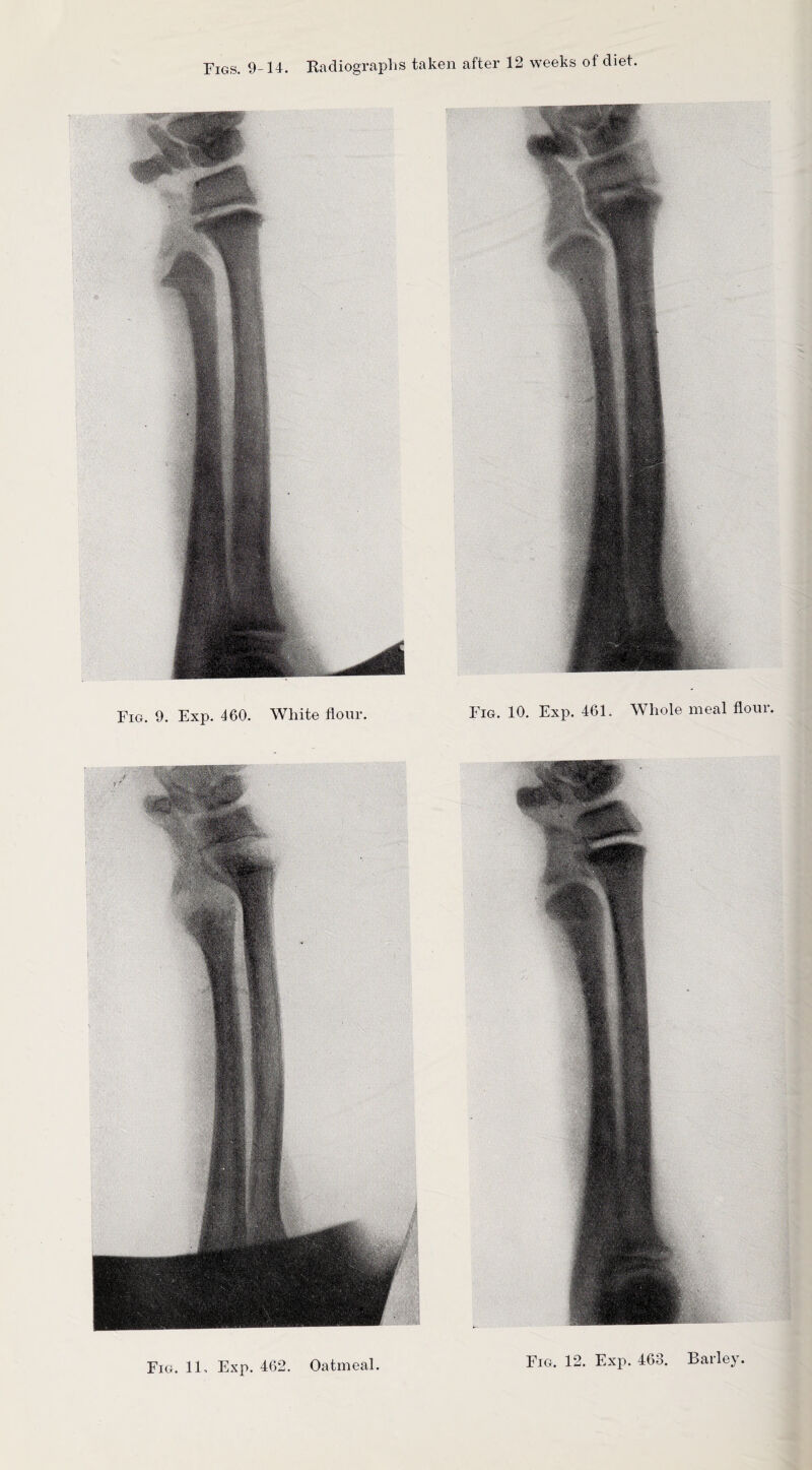 Fig. 9. Exp. 460. White flour. Fig. 10. Exp. 461. Whole meal flour. Fig. 11, Exp. 462. Oatmeal