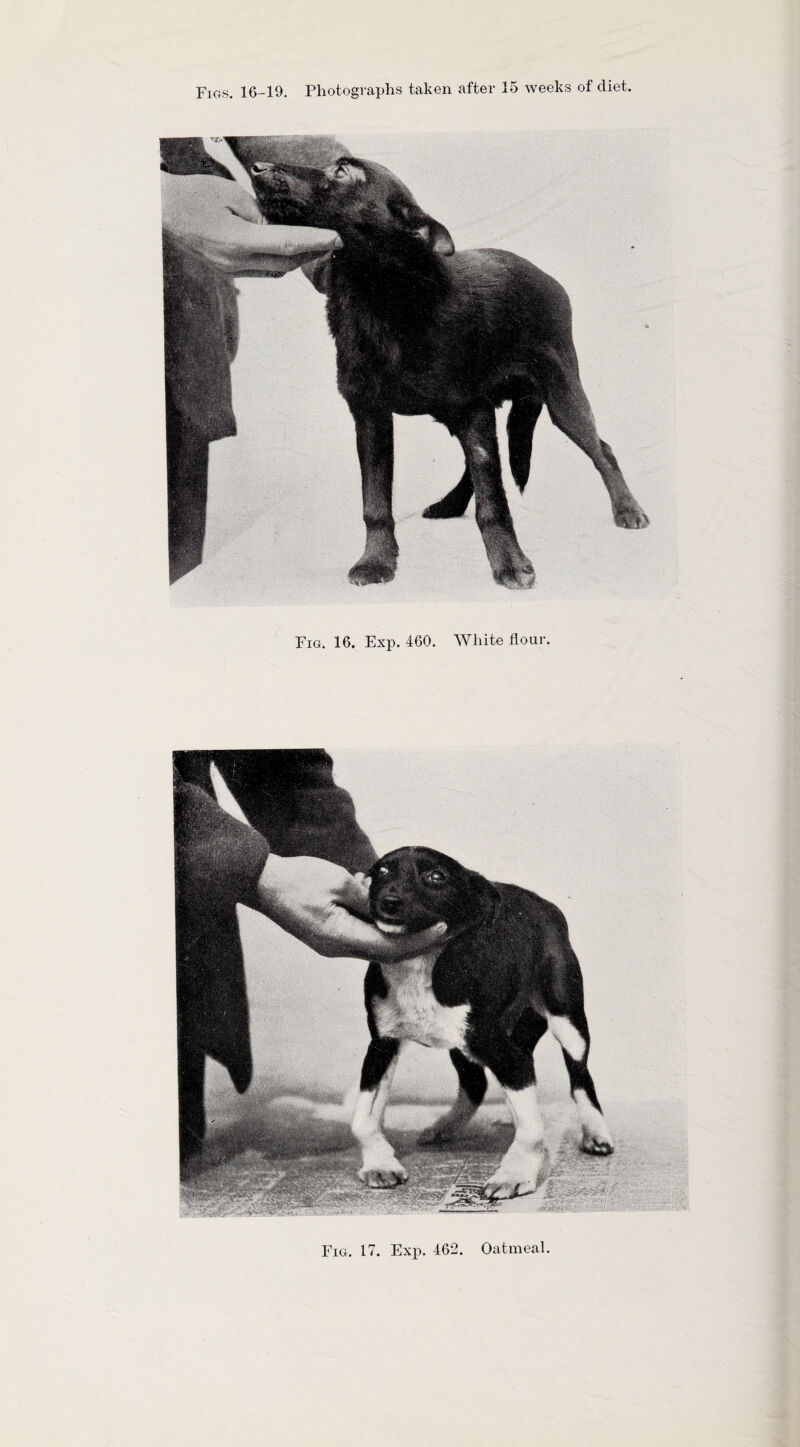 Fig. 16. Exp. 460. White flour. Fig. 17. Exp. 462. Oatmeal