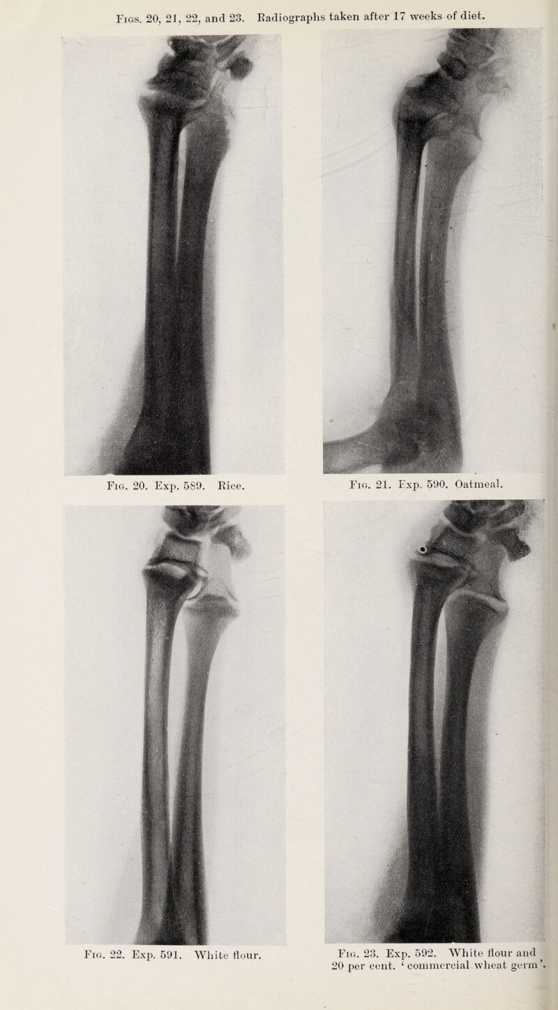Fig. 20. Exp. 589. Rice. Fig. 22. Exp. 591. White hour. Fig. 23. Exp. 592. White hour and 20 per cent. ‘ commercial wheat germ’.