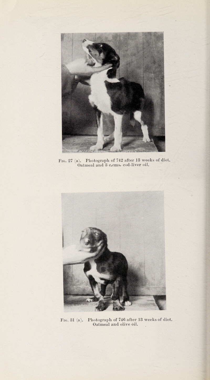 Oatmeal and 3 c.cms. cod-liver oil. - ■ ' ■ : : .. ■■■ . ■ . V' Fig. 31 (a). Photograph of 746 after 13 weeks of diet Oatmeal and olive oil.