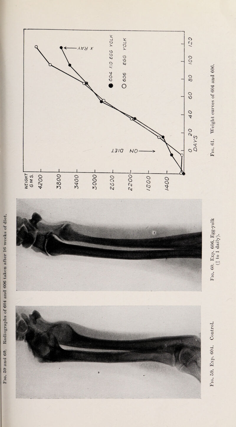 to >. oQ Fig. 59. Exp. 604. Control. Fig. 60. Exp. 606. Egg-yolk Fig. 61. Weight curves of 604 and 606. (1 to 1 daily).