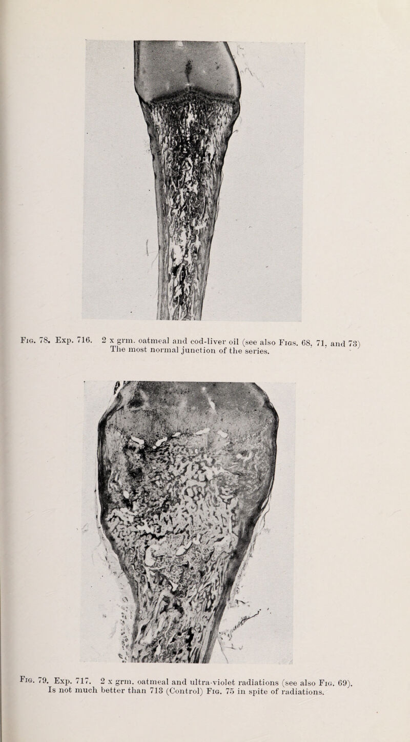 The most normal junction of the series. iFiG. 79. Ex]i. 717. 2 x grm. oatmeal and ultra-violet radiations (see also Fig. 69). Is not much better than 713 (Control) Fig. 75 in spite of radiations.