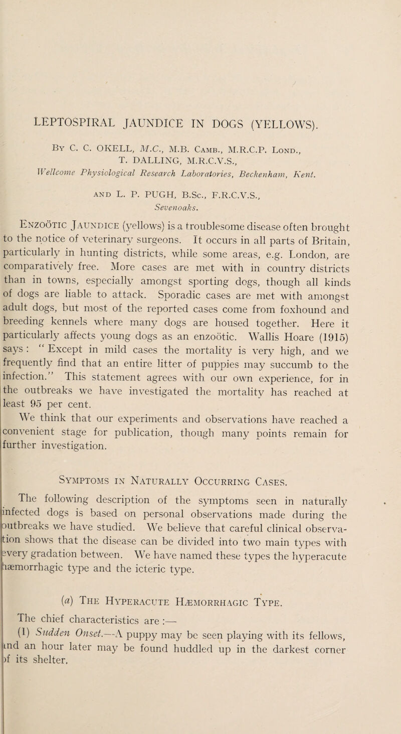 By C. C. OKELL, M.C., M.B. Camb., M.R.C.P. Lond., T. BALLING, M.R.C.V.S., II ell-come Physiological Research Laboratories, Beckenham, Kent. and L. P. PUGH, B.Sc., L.R.C.V.S., Sevenoaks. Enzootic Jaundice (yellows) is a troublesome disease often brought to the notice of veterinary surgeons. It occurs in all parts of Britain, particularly in hunting districts, while some areas, e.g. London, are comparatively free. More cases are met with in country districts than in towns, especially amongst sporting dogs, though all kinds of dogs are liable to attack. Sporadic cases are met with amongst adult dogs, but most of the reported cases come from foxhound and breeding kennels where many dogs are housed together. Here it particularly affects young dogs as an enzootic. Wallis Hoare (1915) says : “ Except in mild cases the mortality is very high, and we frequently find that an entire litter of puppies may succumb to the infection.” This statement agrees with our own experience, for in the outbreaks we have investigated the mortality has reached at least 95 per cent. We think that our experiments and observations have reached a convenient stage for publication, though many points remain for further investigation. Symptoms in Naturally Occurring Cases. The following description of the symptoms seen in naturally jjinfected dogs is based on personal observations made during the joutbreaks we have studied. We believe that careful clinical observa¬ tion shows that the disease can be divided into two main types with every gradation between. We have named these types the hyperacute haemorrhagic type and the icteric type. [a) The Hyperacute Haemorrhagic Type. The chief characteristics are :— (1) Sudden Onset.—A puppy may be seen playing with its fellows, and an hour later may be found huddled up in the darkest corner )f its shelter.